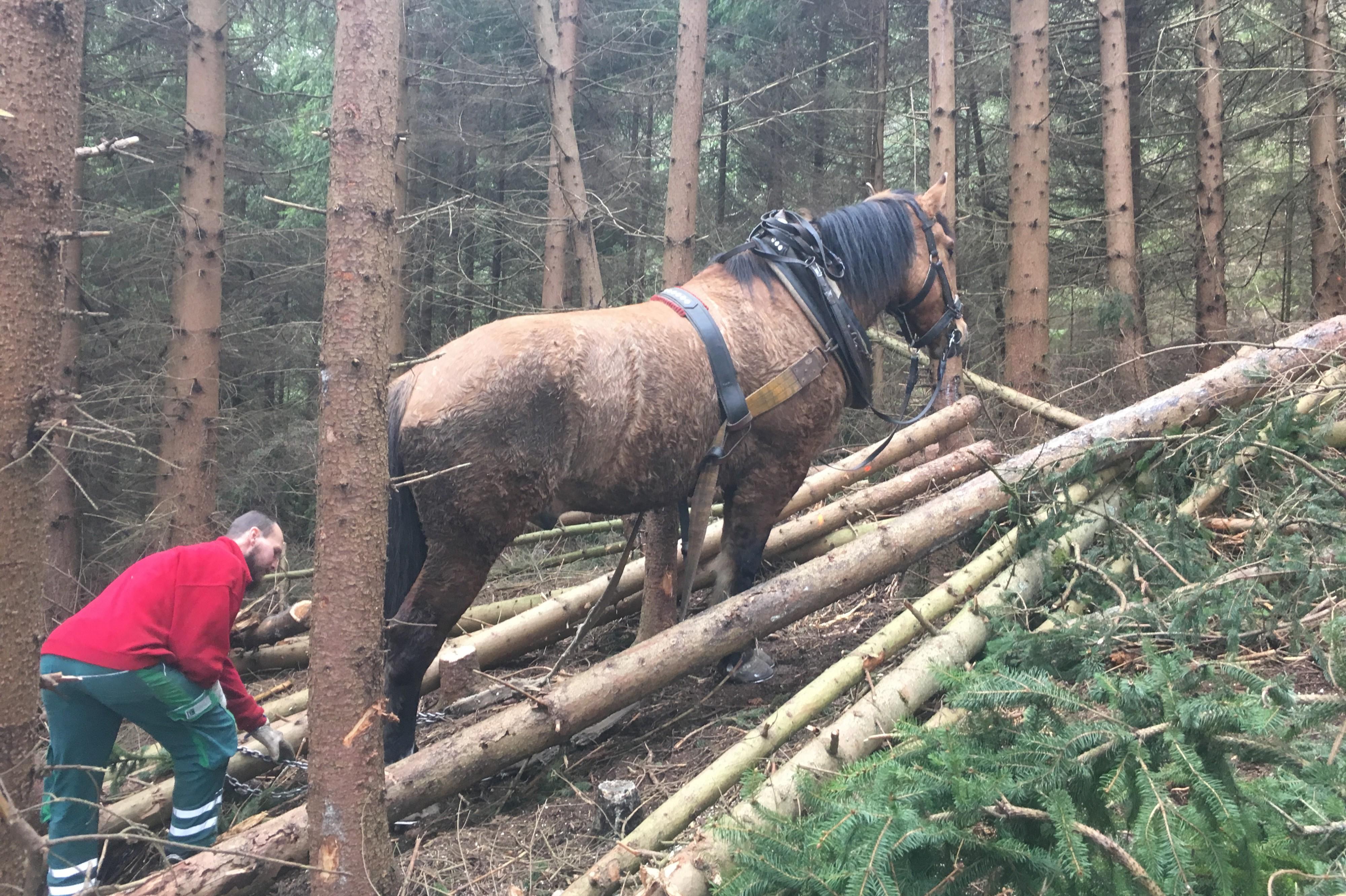 Lesnictví Michal Zaruban foto 1