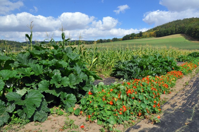 Ekofarma Country Life foto 6