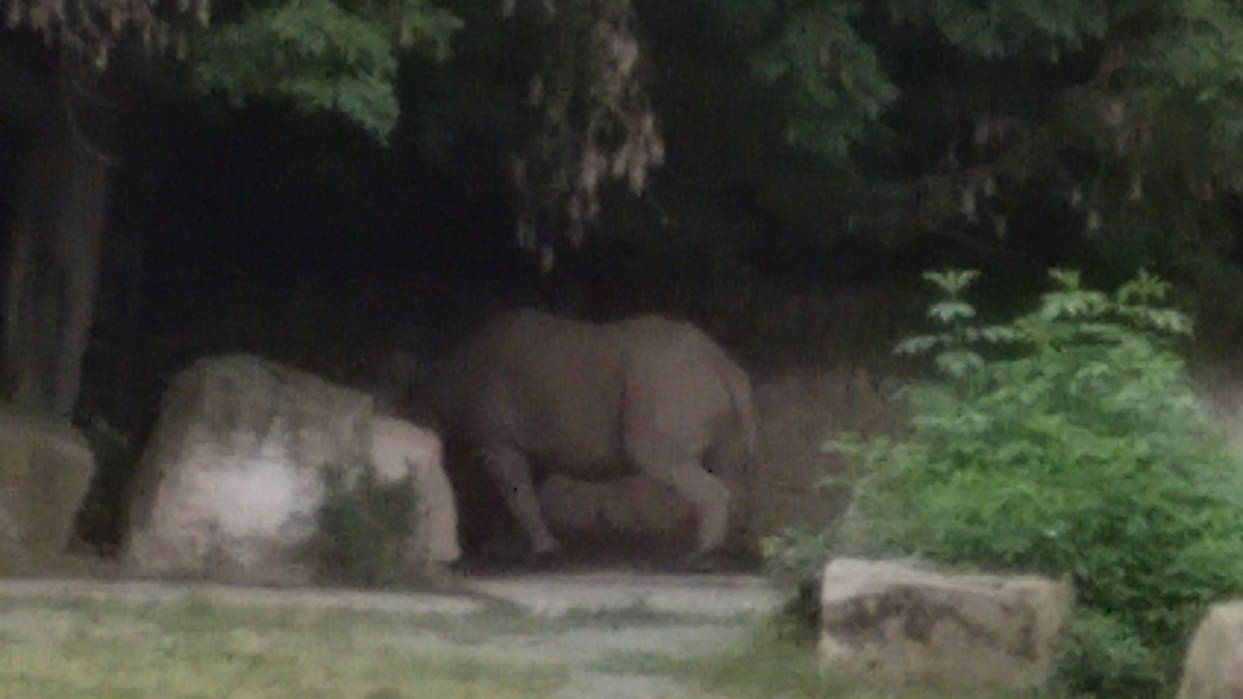 Safari Park Dvůr Králové - Safari Kemp foto 3