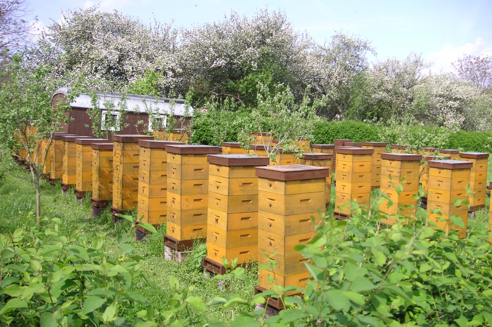 Včelařství Antonín Podhájecký