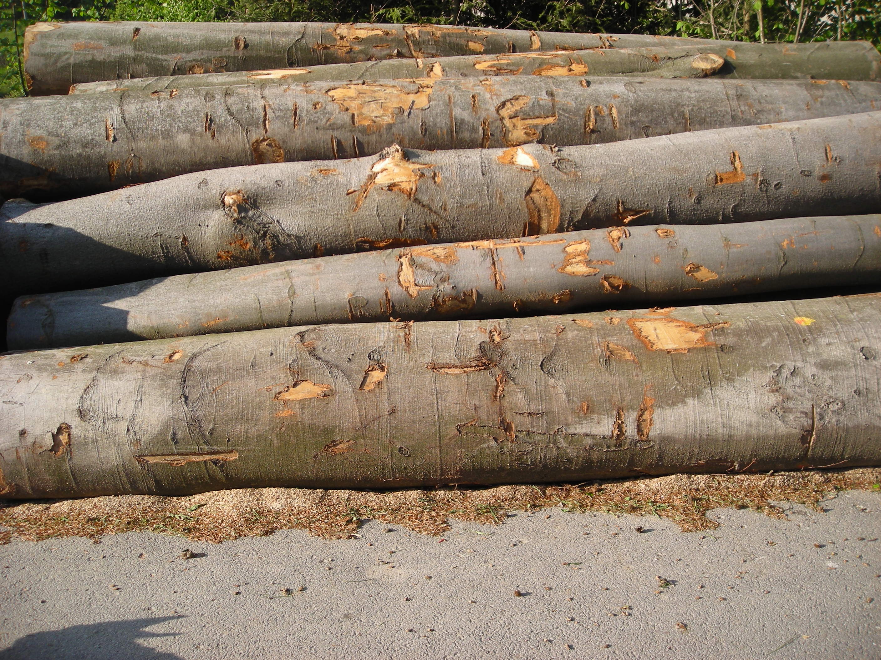 Jakub Konopáč - palivové dřevo foto 4