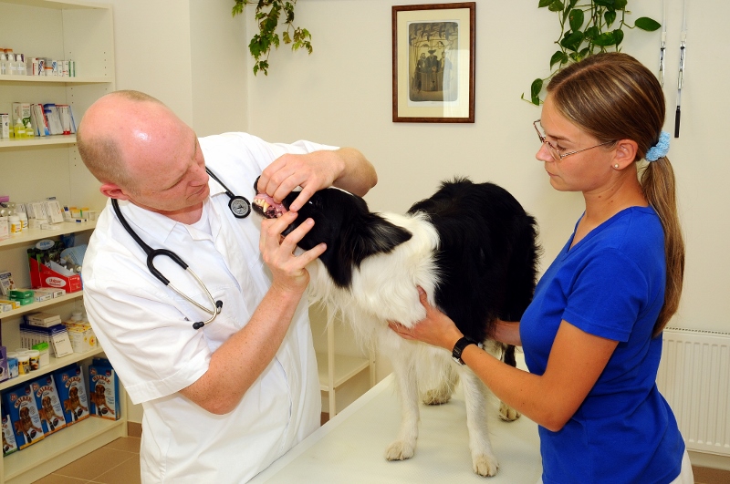 Veterinární klinika Delta MVDr.Michael Růžička, s.r.o. foto 5