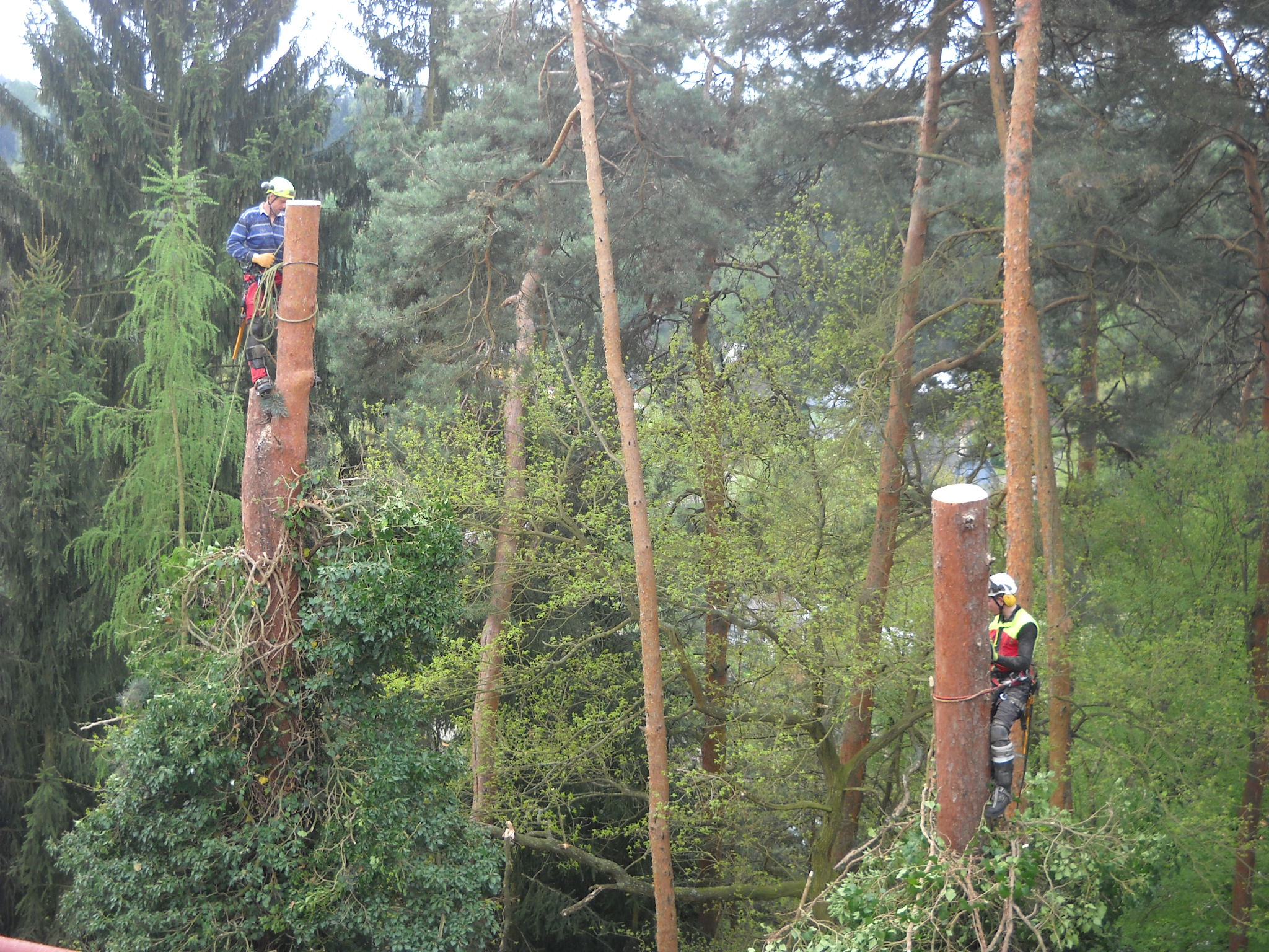 Timber PRO s.r.o. - Zdeněk Bílek foto 4