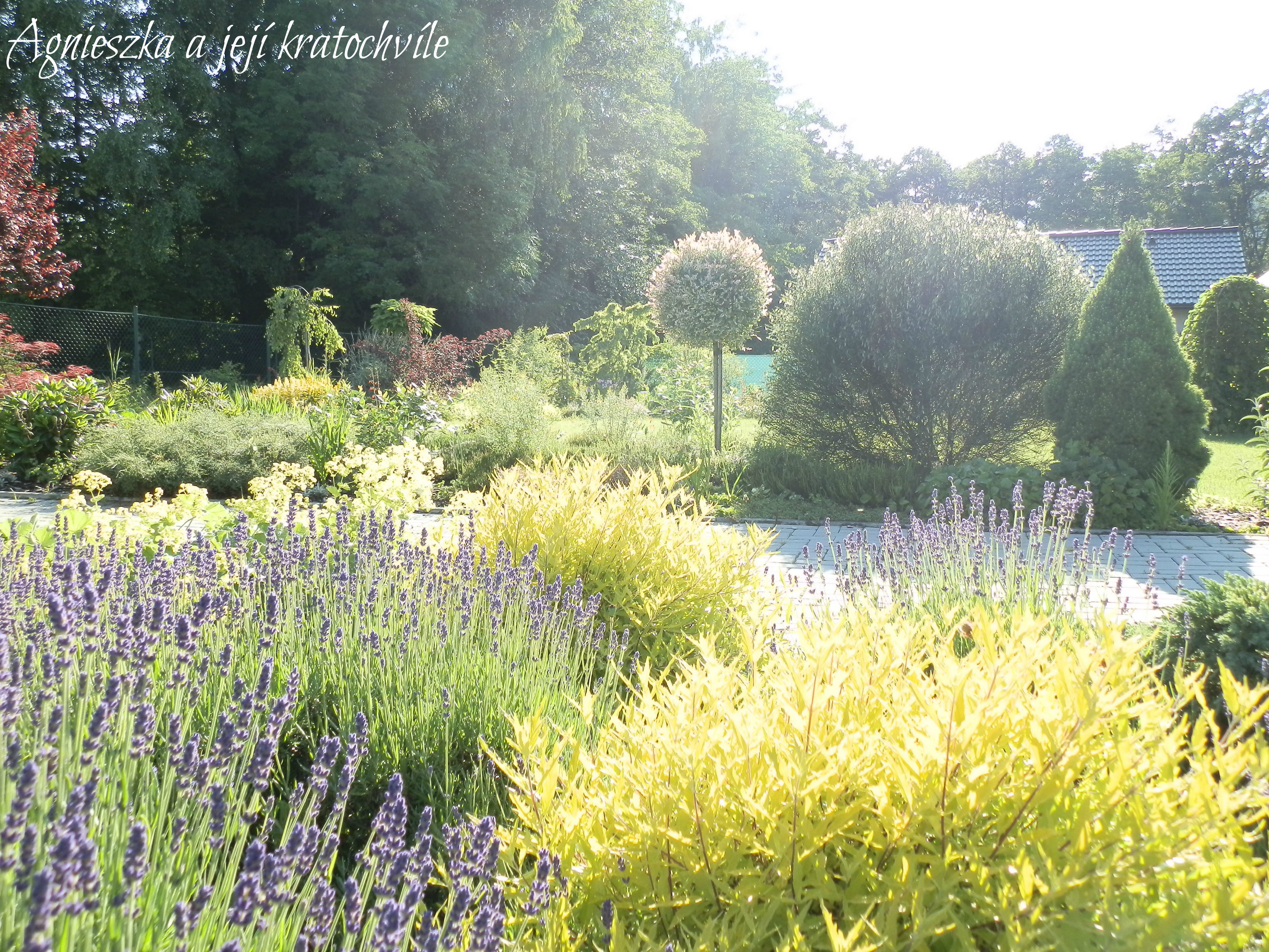 Ing. Anna Javorková