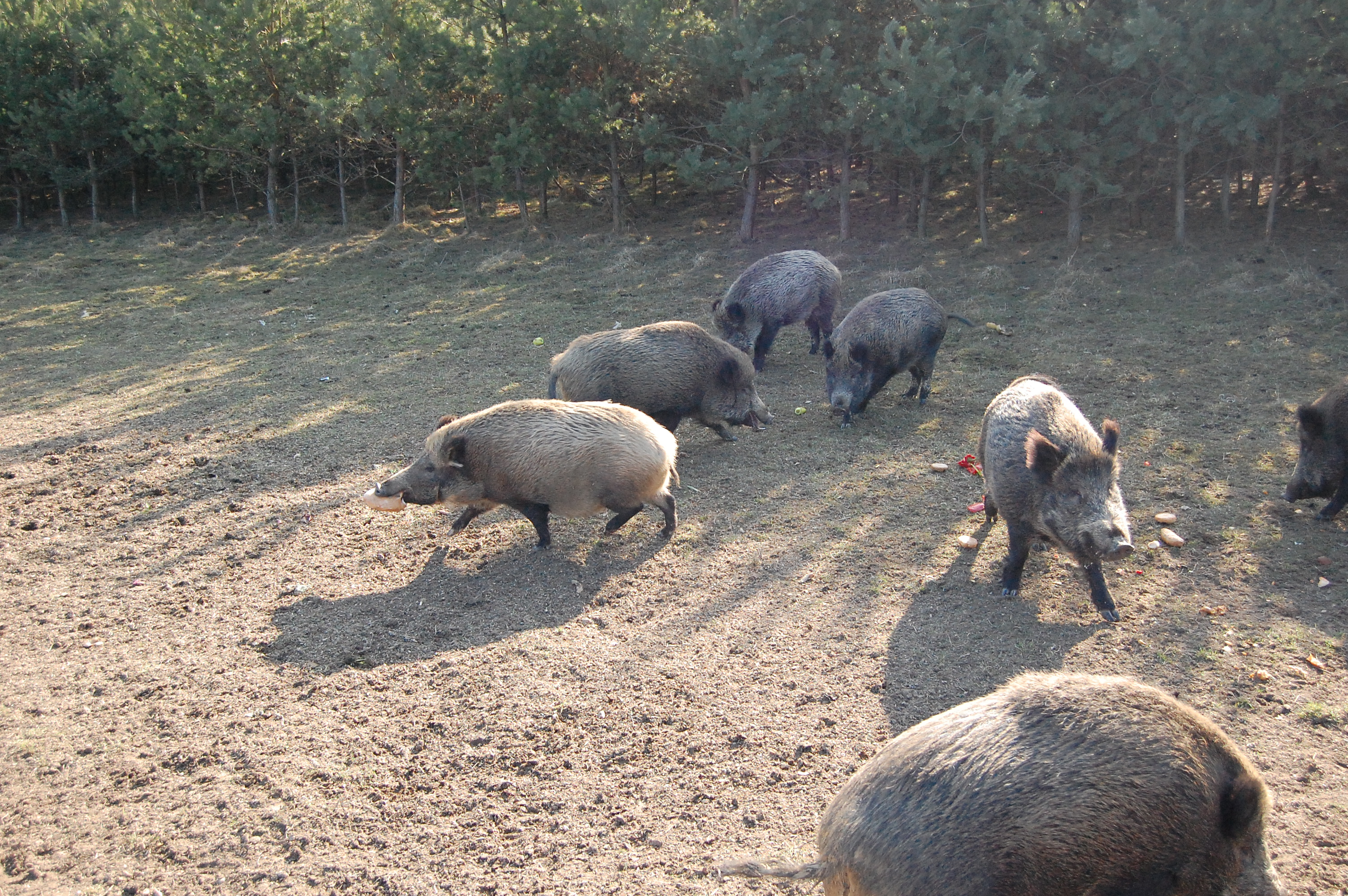 Myslivecké sdružení Obora Nový Dvůr, o. s. foto 3