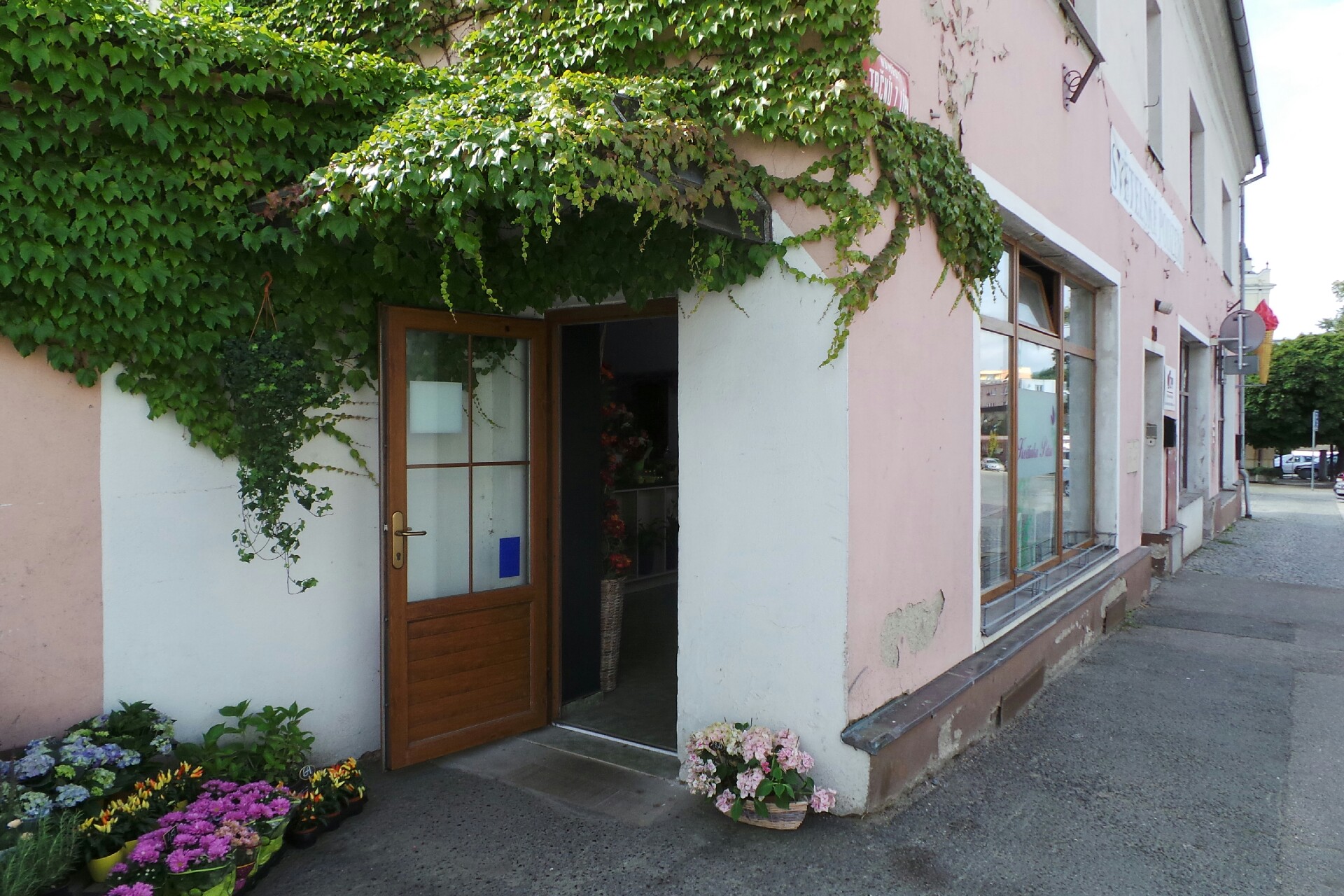 Květinka Petra foto 3