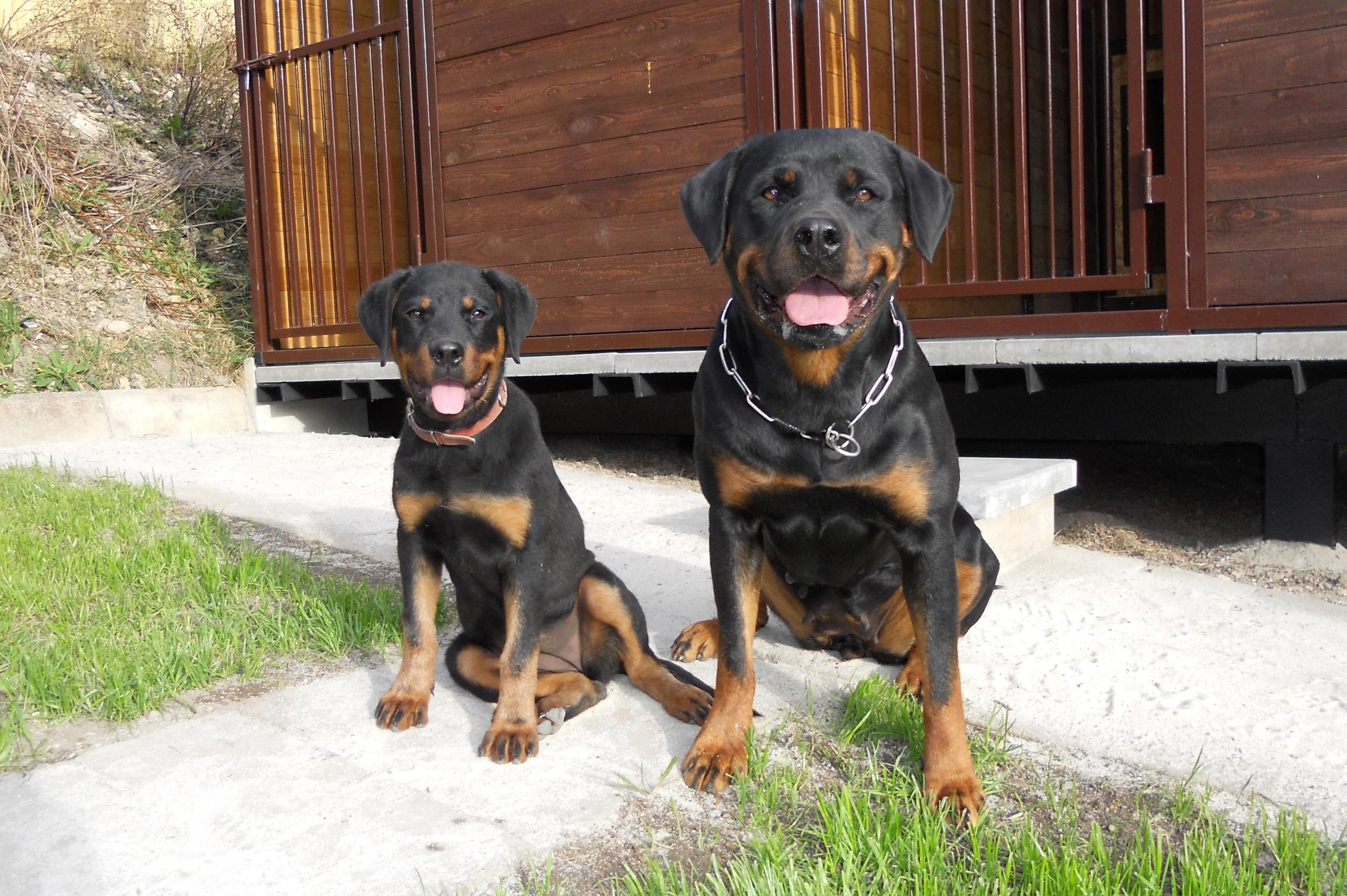 Psí hotel Na Špici