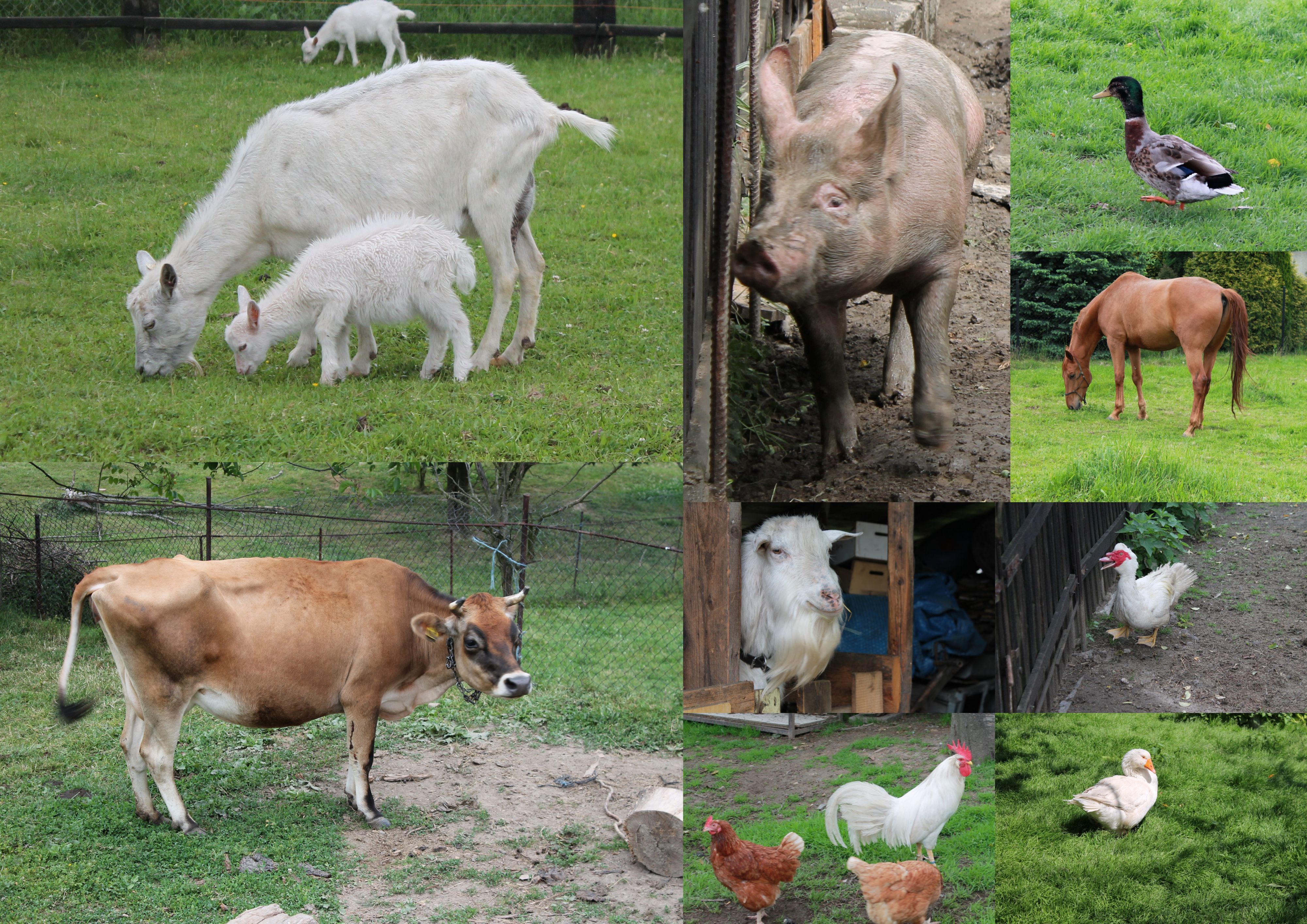 Kozí farma Havířov foto 4