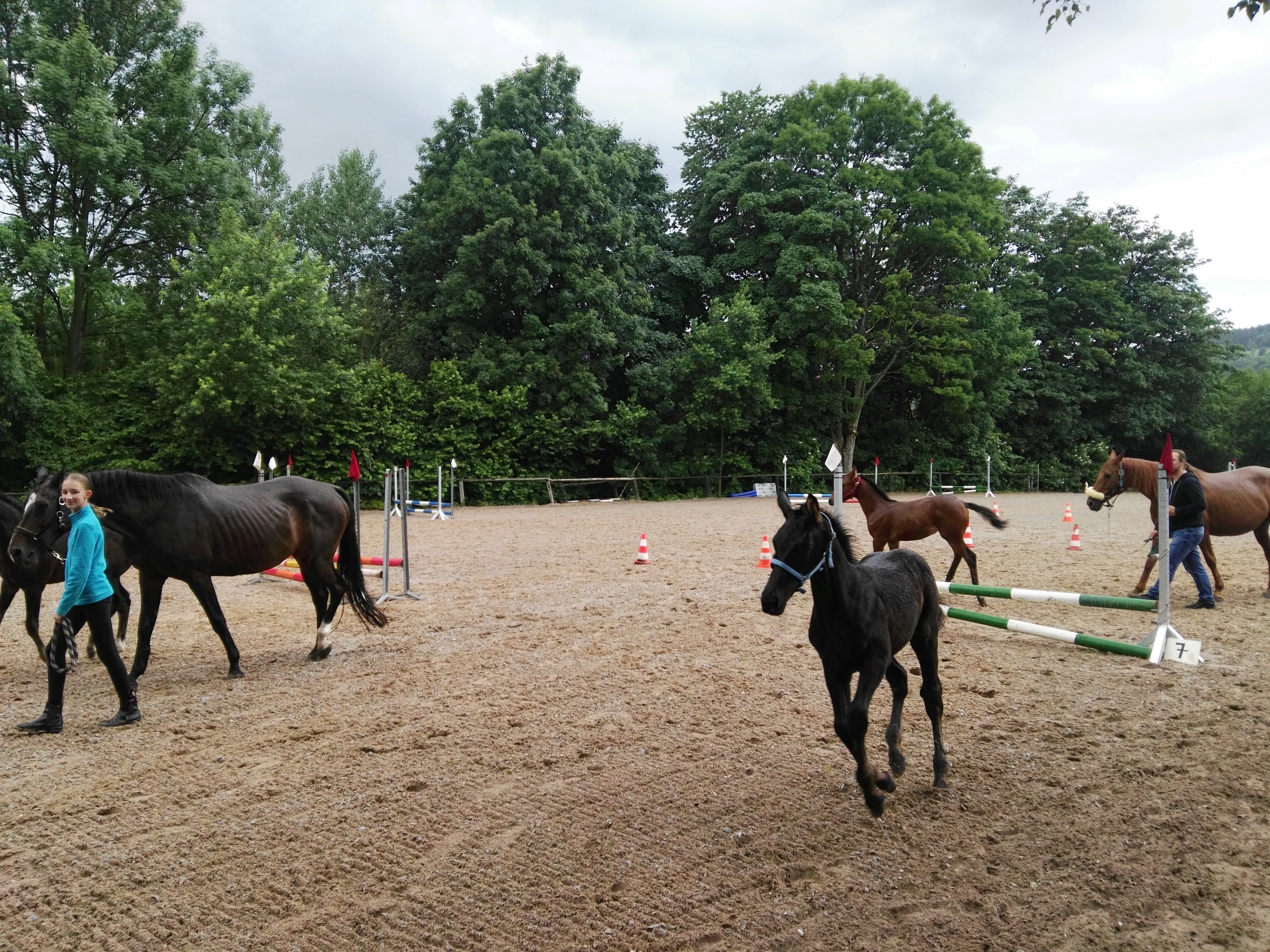 Jezdecký klub ADAM foto 3