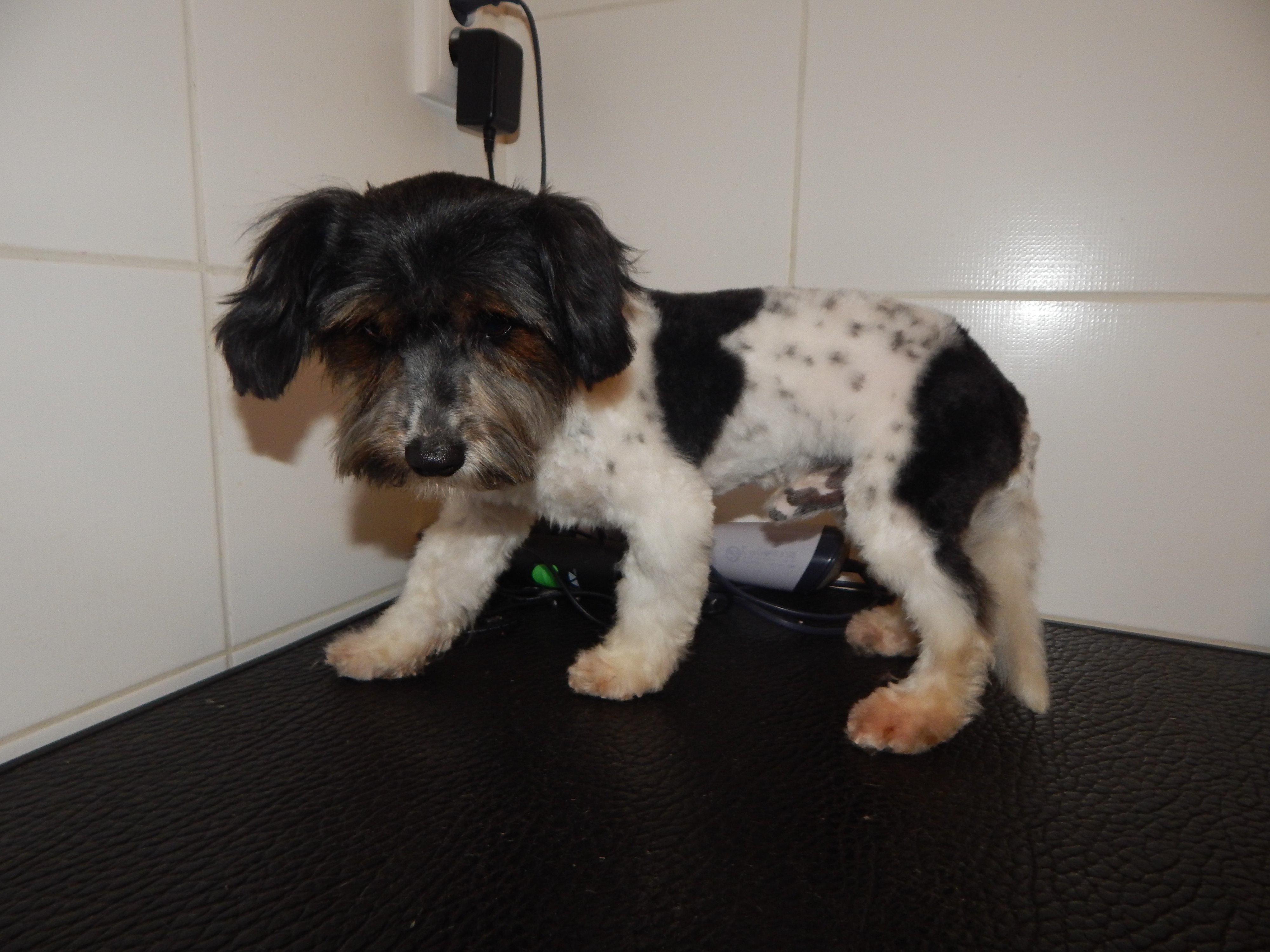 Psí salón - Hana Hausotterová foto 4