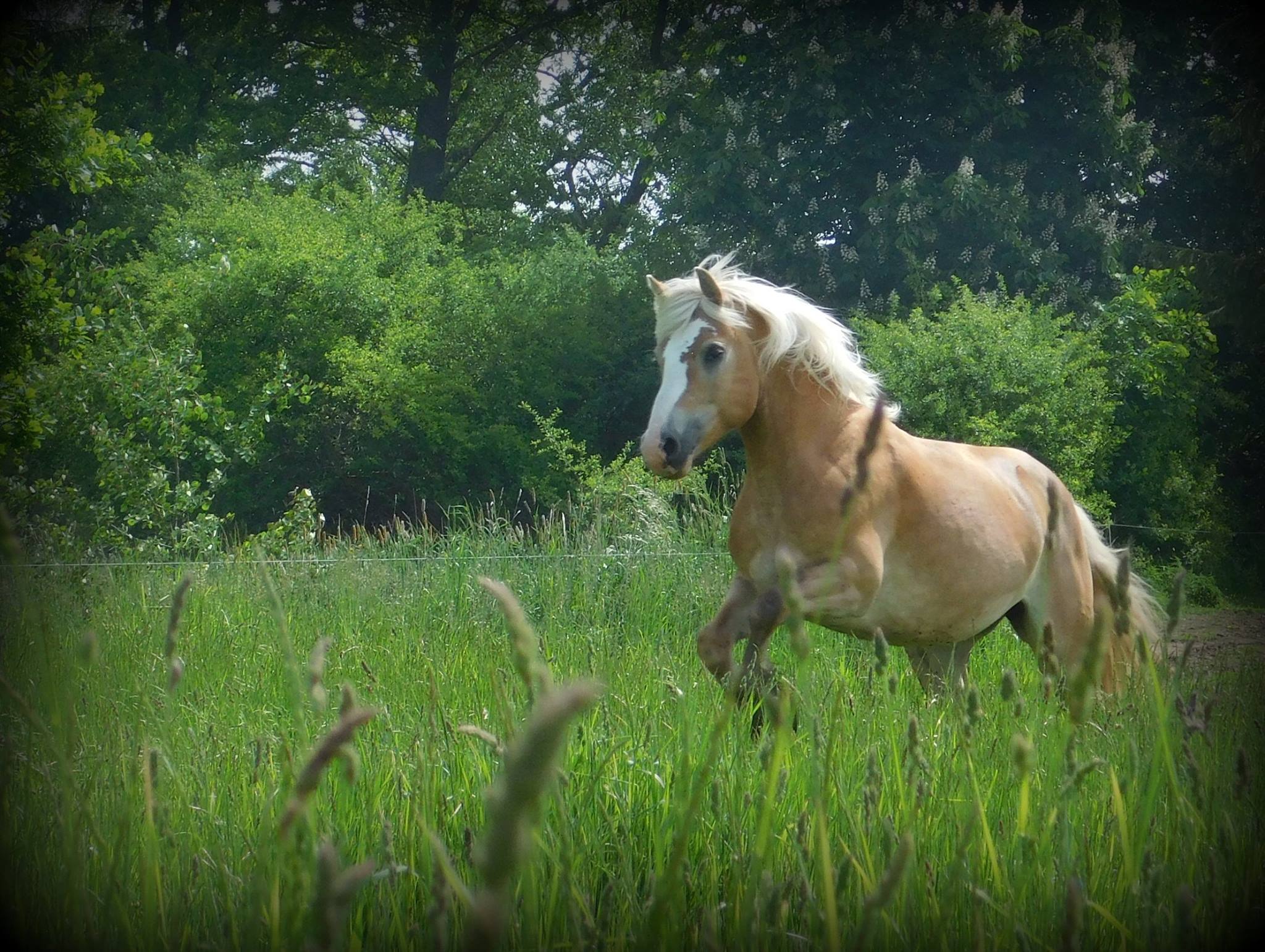 Stáje Štětice foto 4