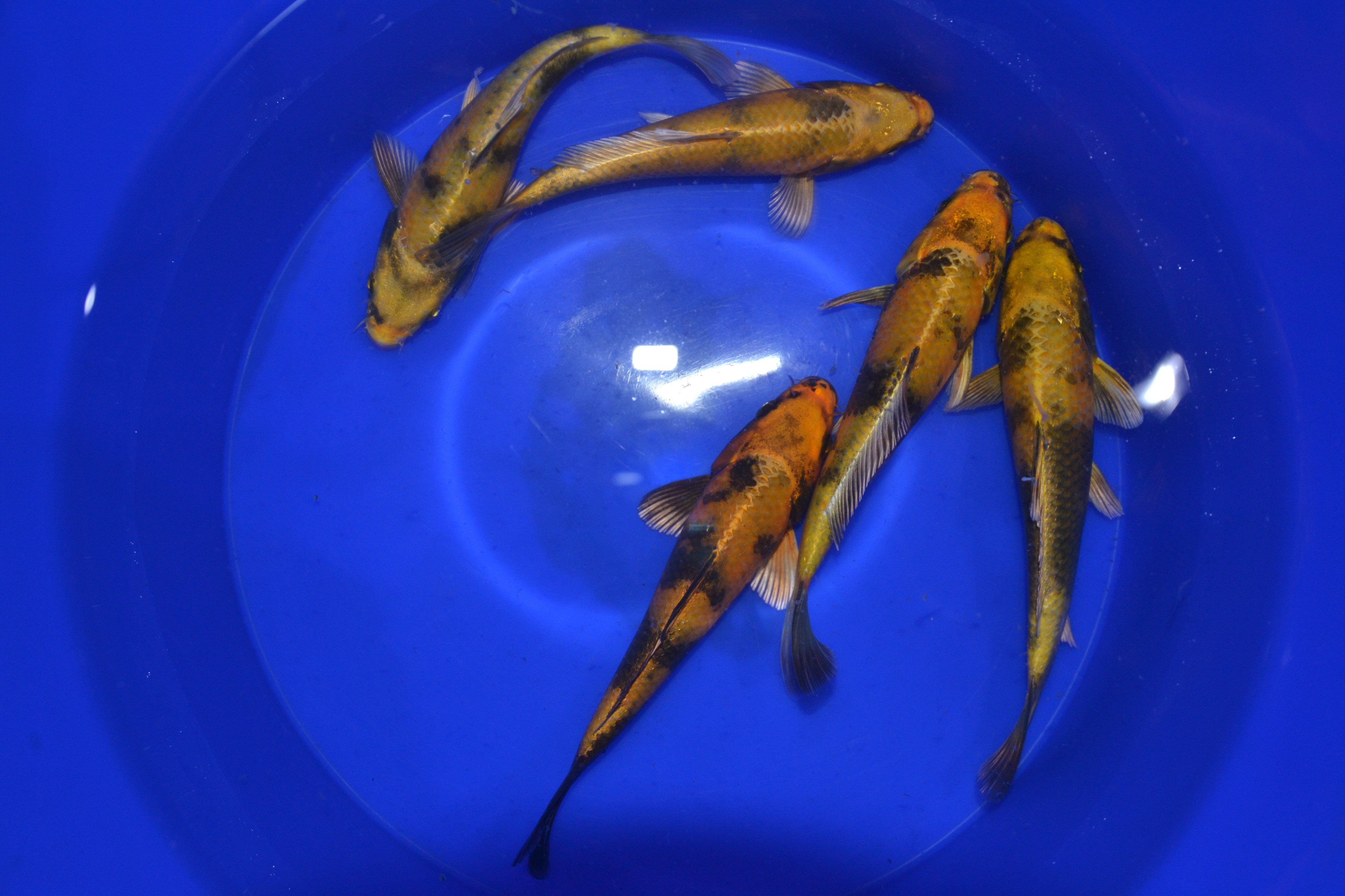 Asagi Koi Farma foto 2