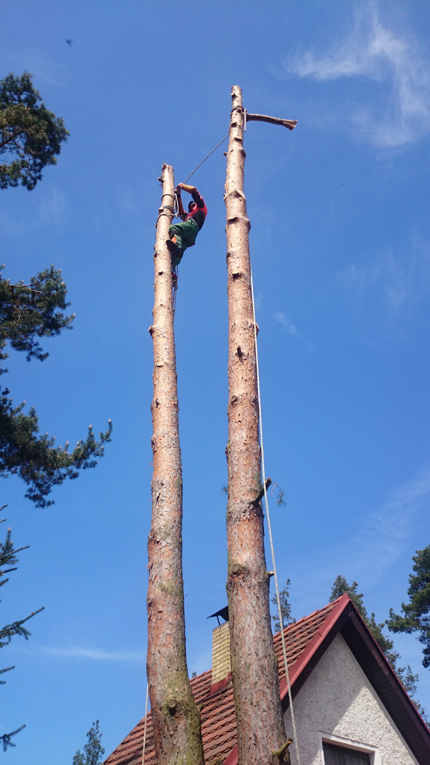 Bronislav Říčka - Rizikové kácení, údržba zeleně foto 2