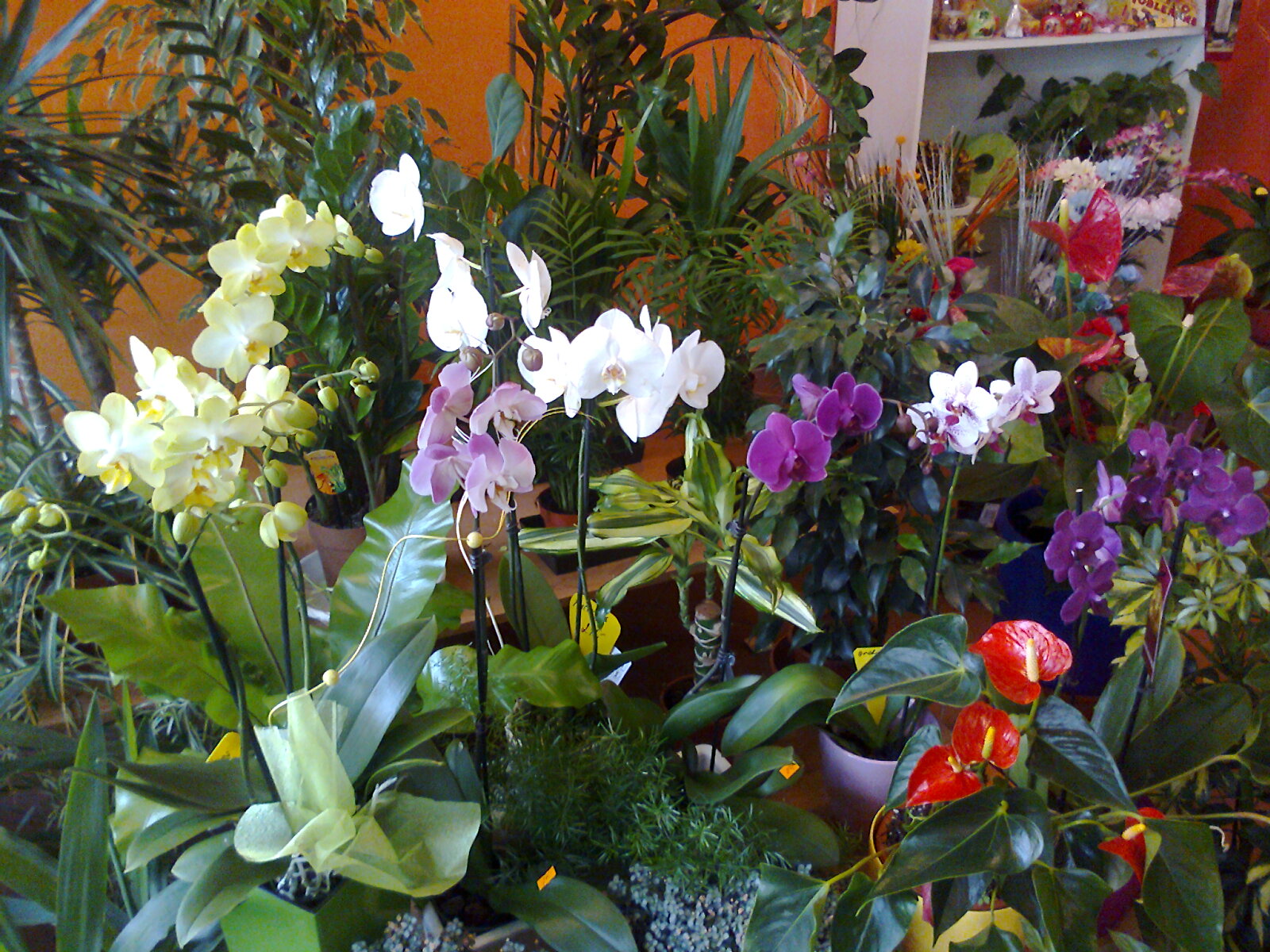 Květinové studio Jana foto 2