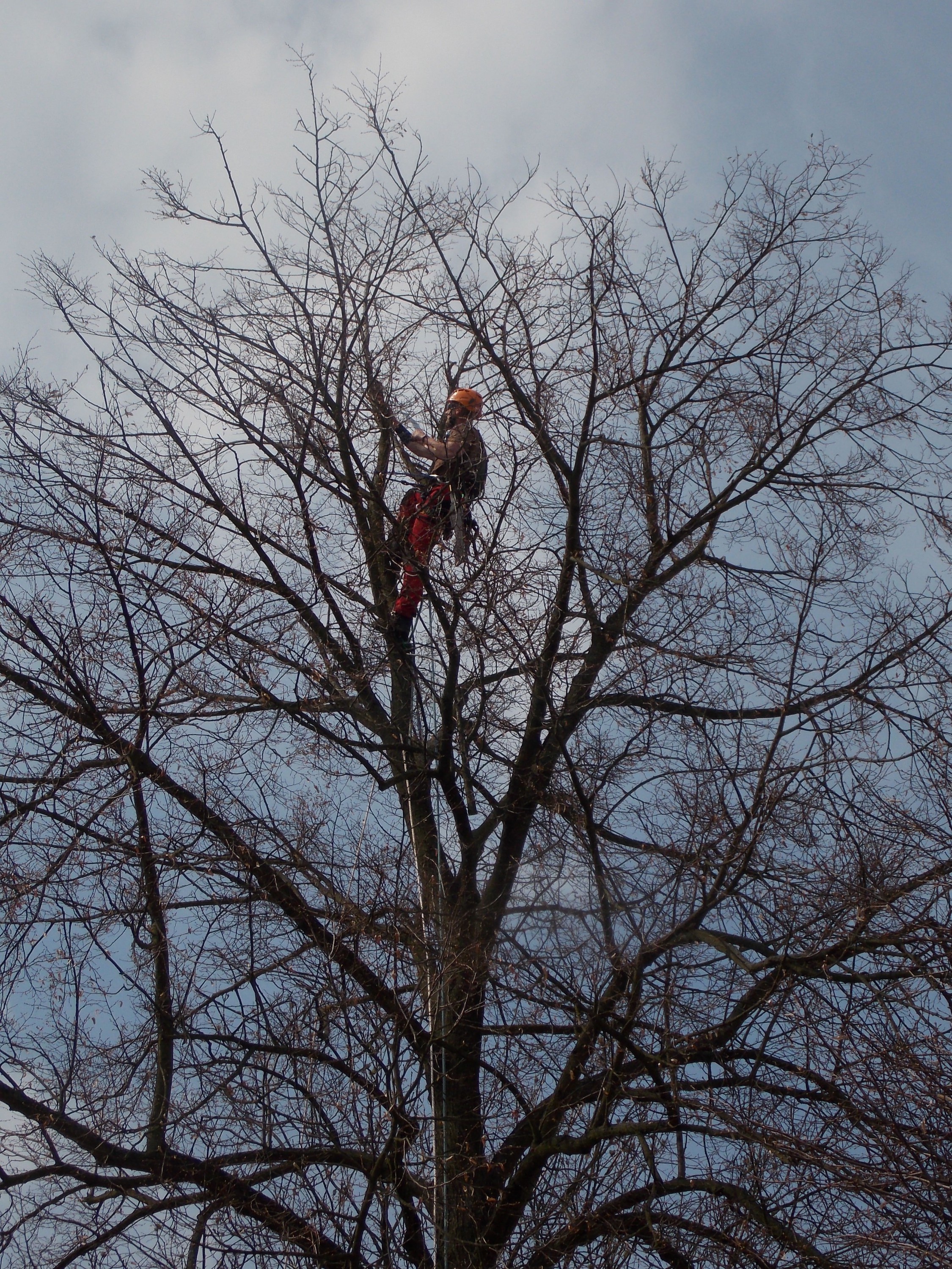 Valášek a Motl - Odborná péče o dřeviny a rizikové kácení stromů foto 2