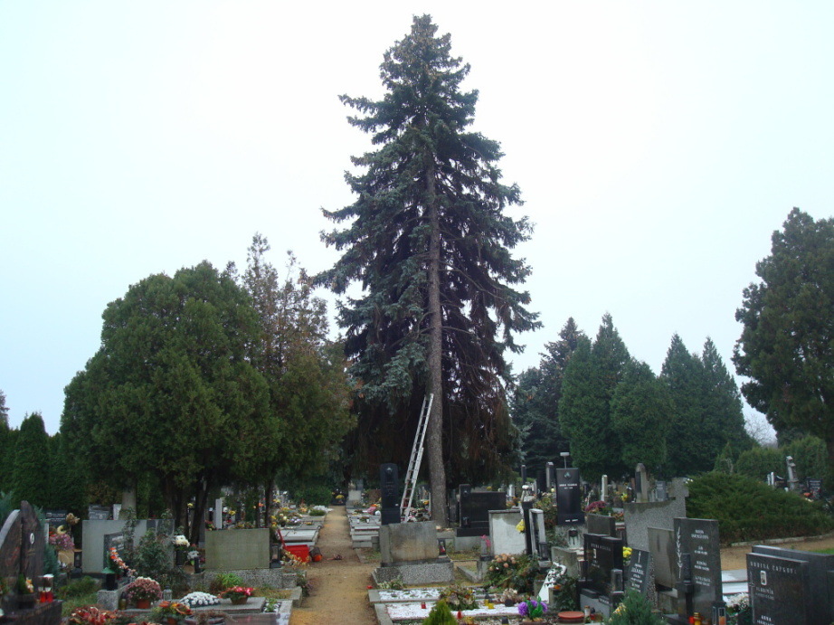 RIKAST - rizikové kácení stromů foto 2