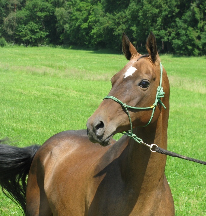 Zapsaný spolek Philoshippos foto 2