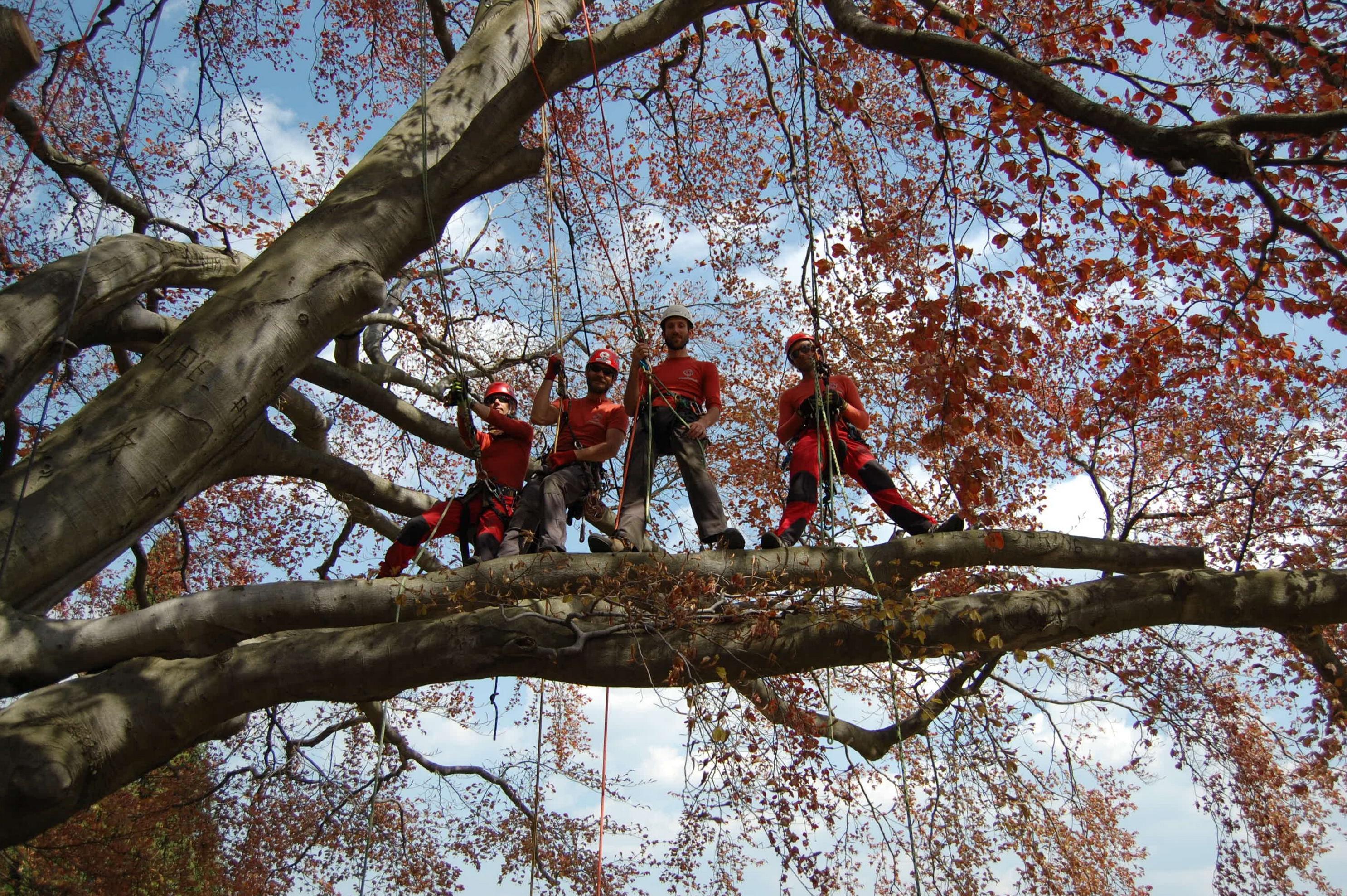 Ořez Stromů - Radovan Kučera
