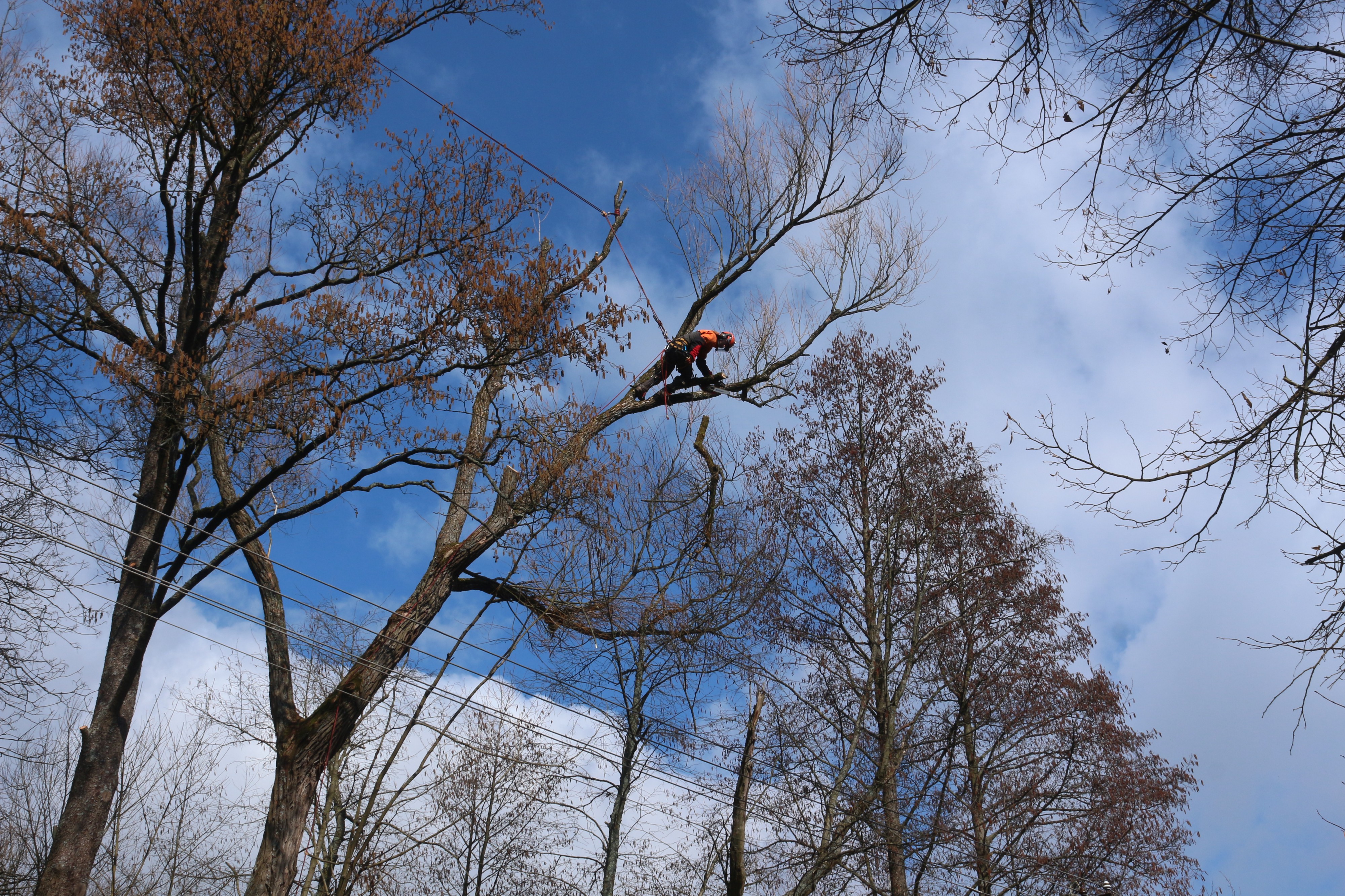 Kácení bez rizik - Rizikové kácení stromů foto 4