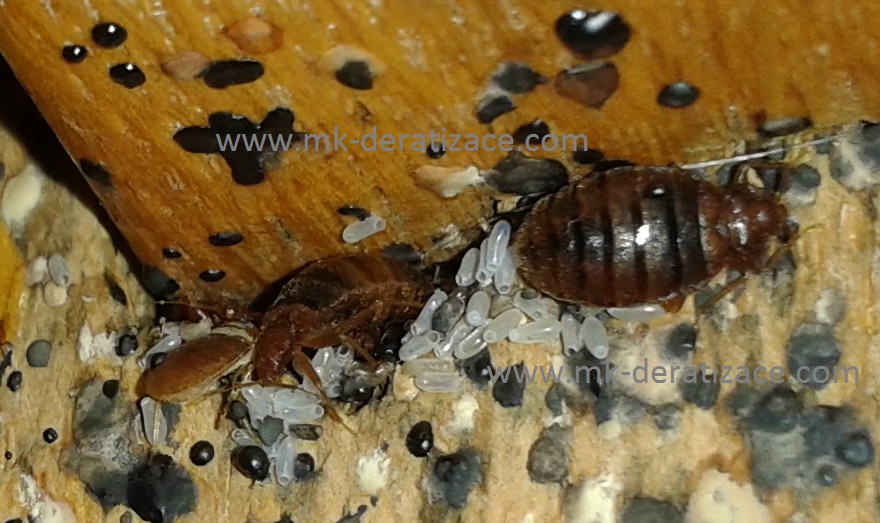 Deratizace Konečný - MK Deratizace foto 2