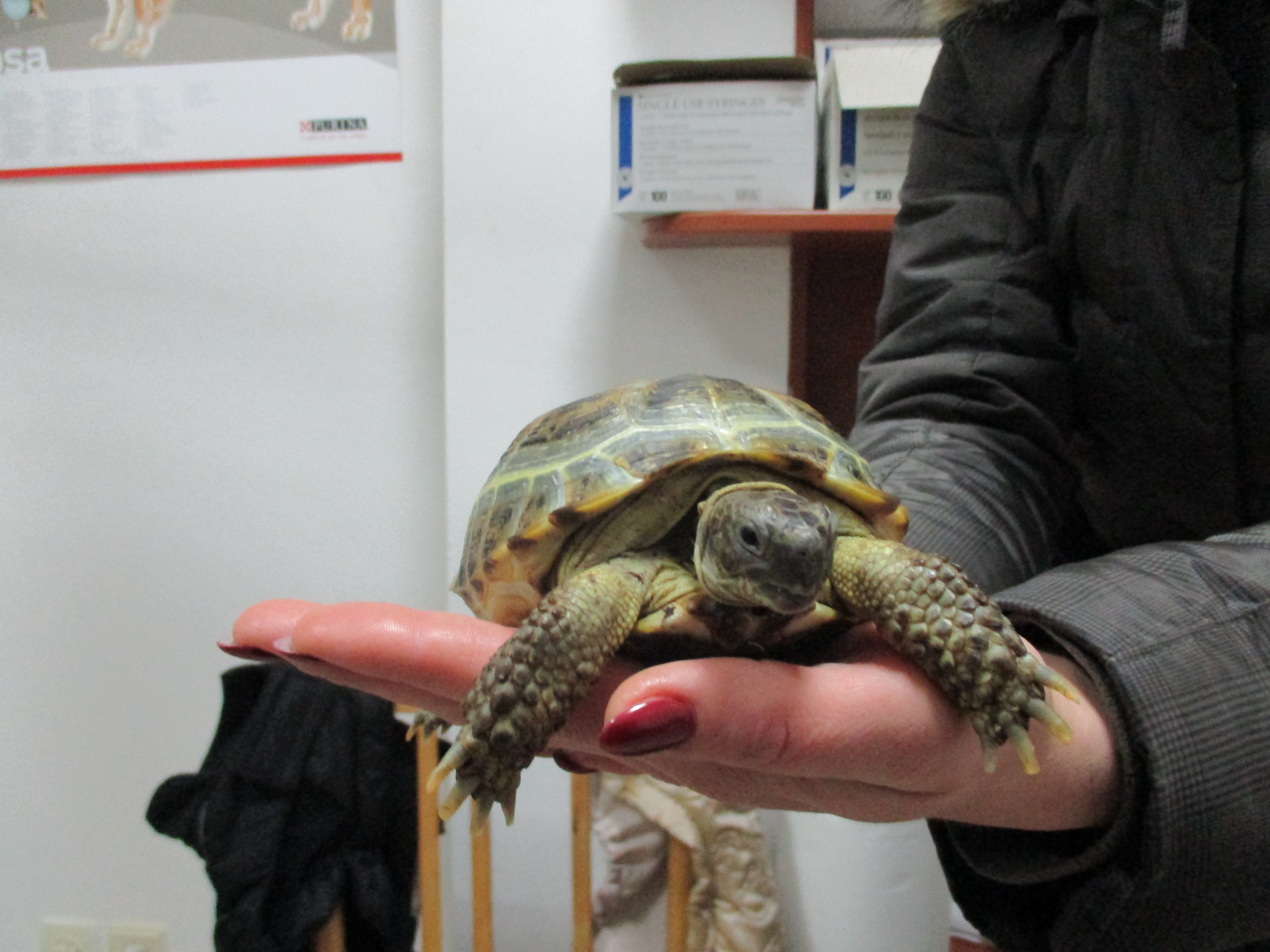 Veterinární ordinace MVDr. Maxim Bojko foto 3