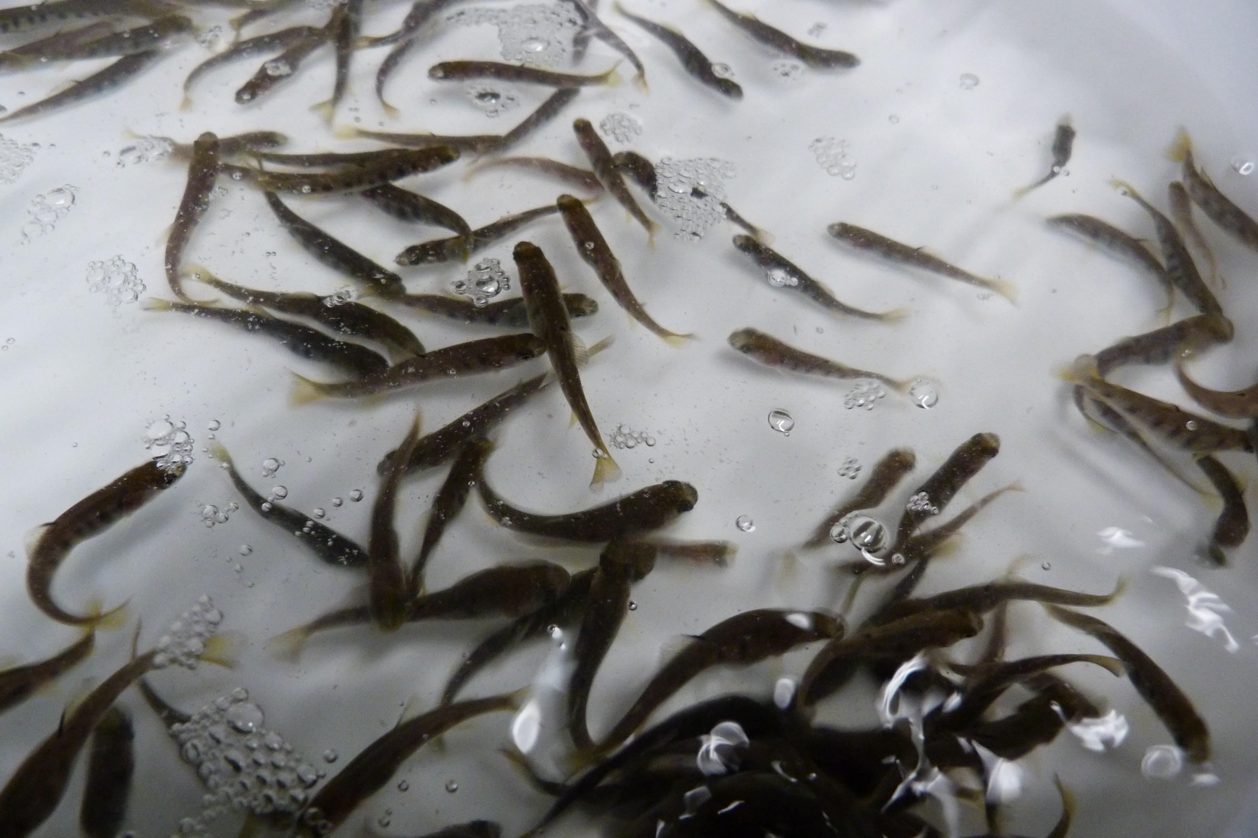 SALMOFARM, spol. s r.o.