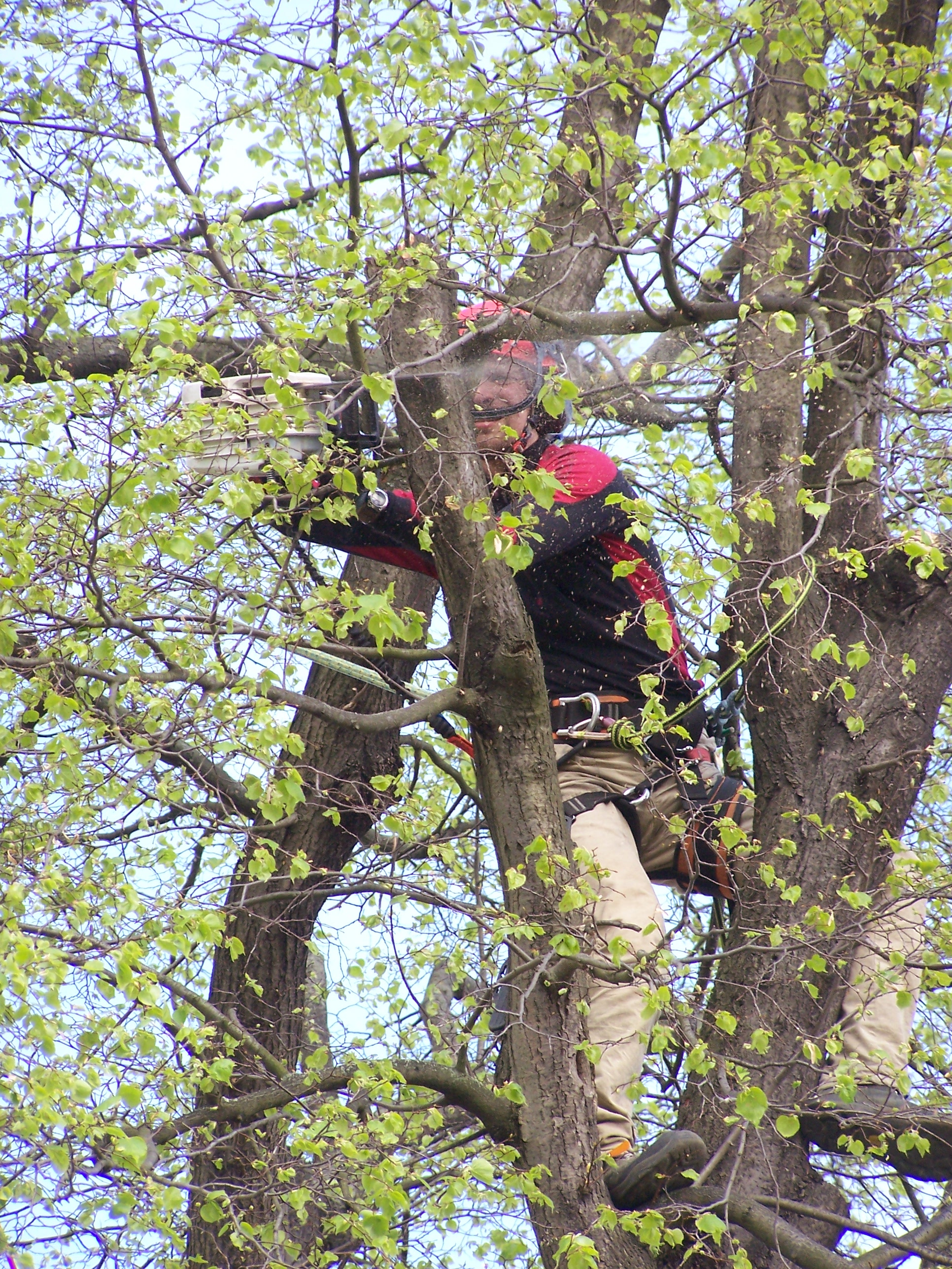 ARBORYS - Arboristika Ryšavý foto 3