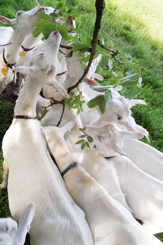 Kozí farma Žofín foto 2