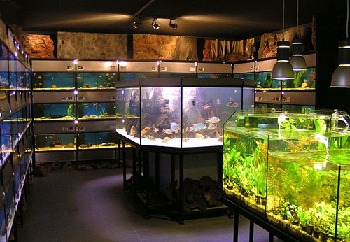 Sklorex-akvarium.cz foto 4