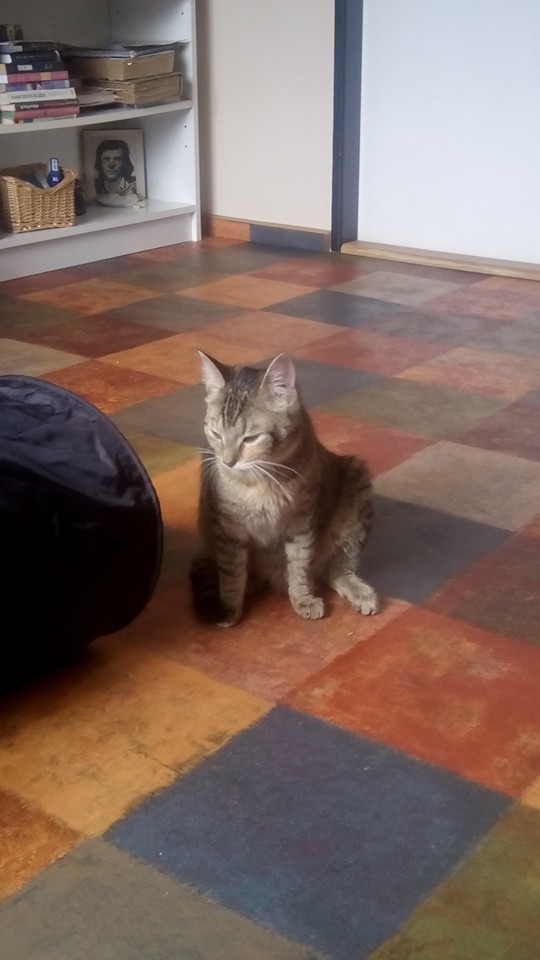 Canis cattus foto 6
