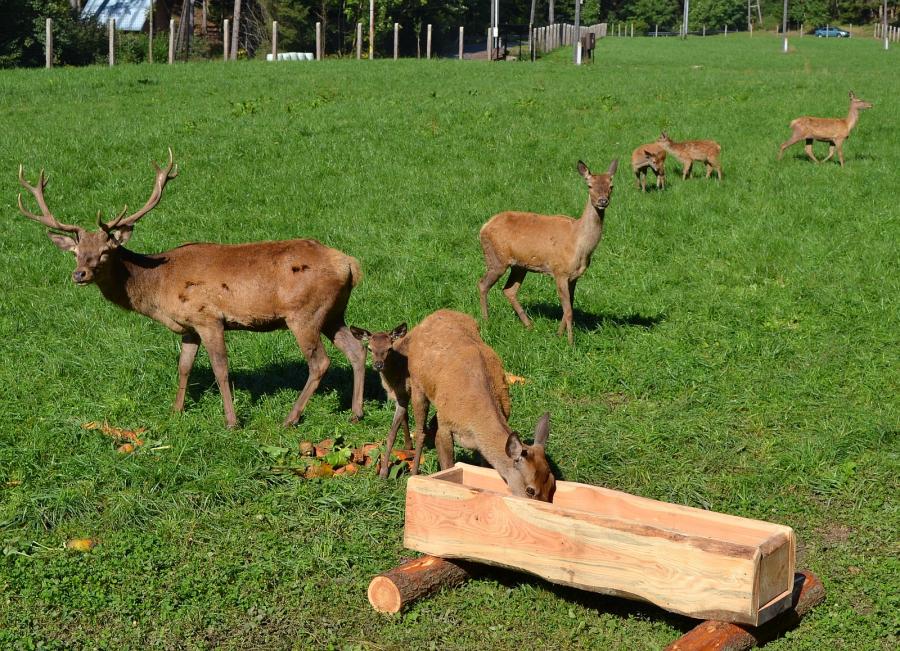 Chalupy u dančí a jelení obory foto 3
