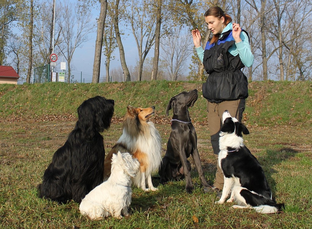 Psí škola Novaro - výchova a výcvik psů foto 2
