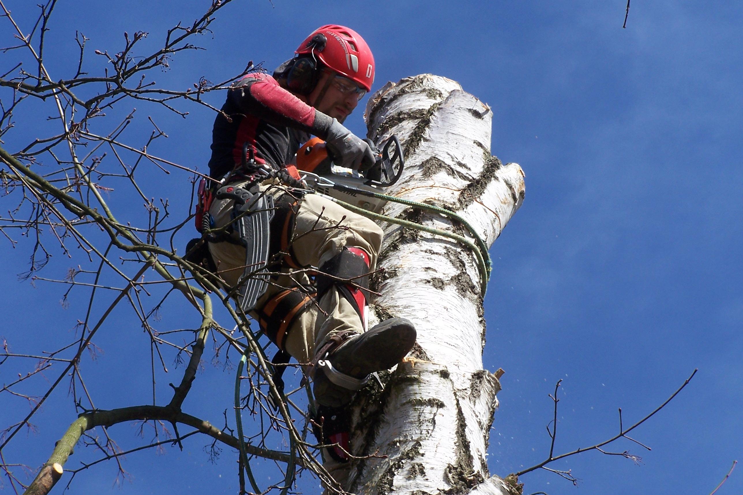 ARBORYS - Arboristika Ryšavý