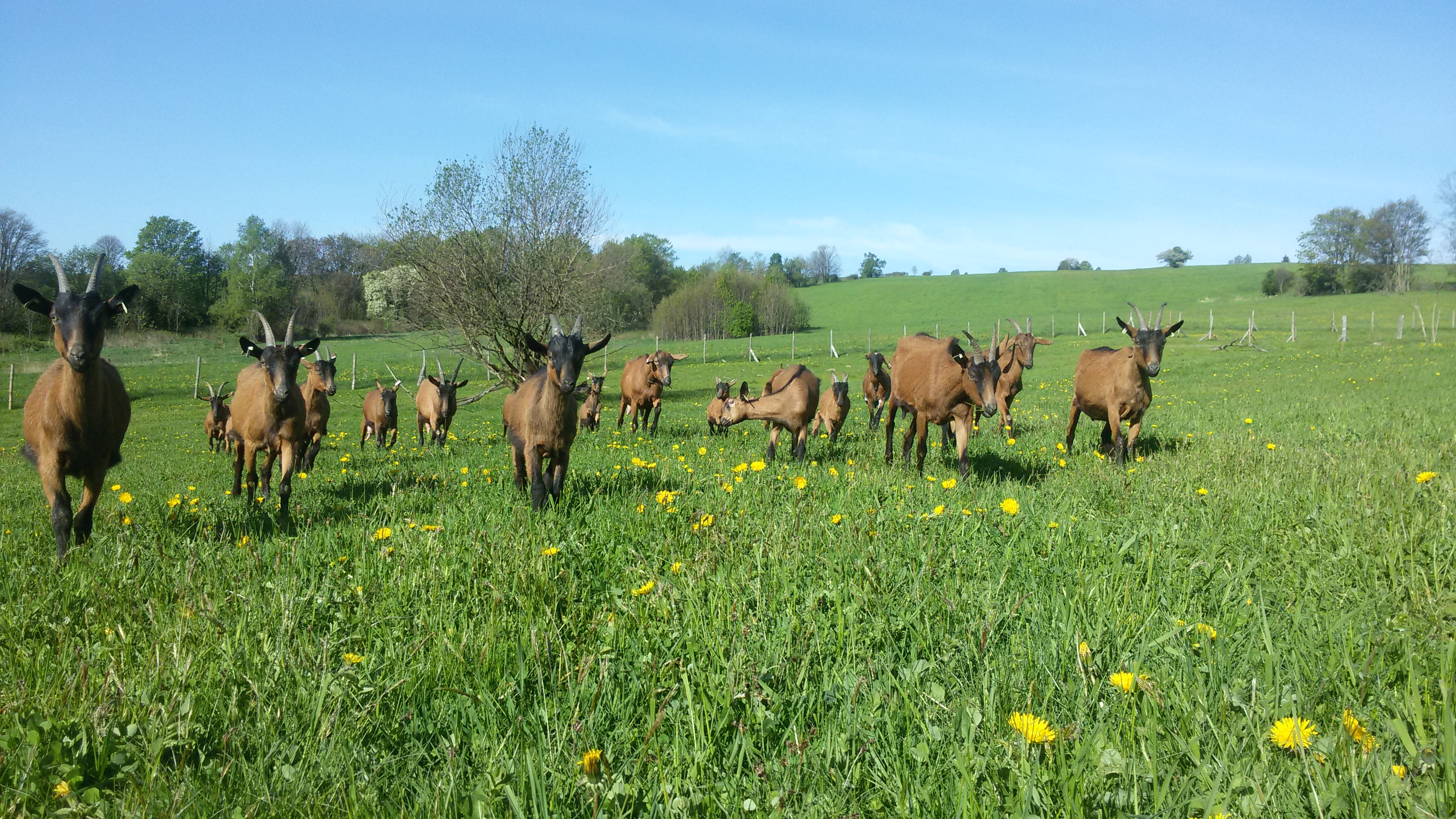 Farma U Stromovouse foto 2