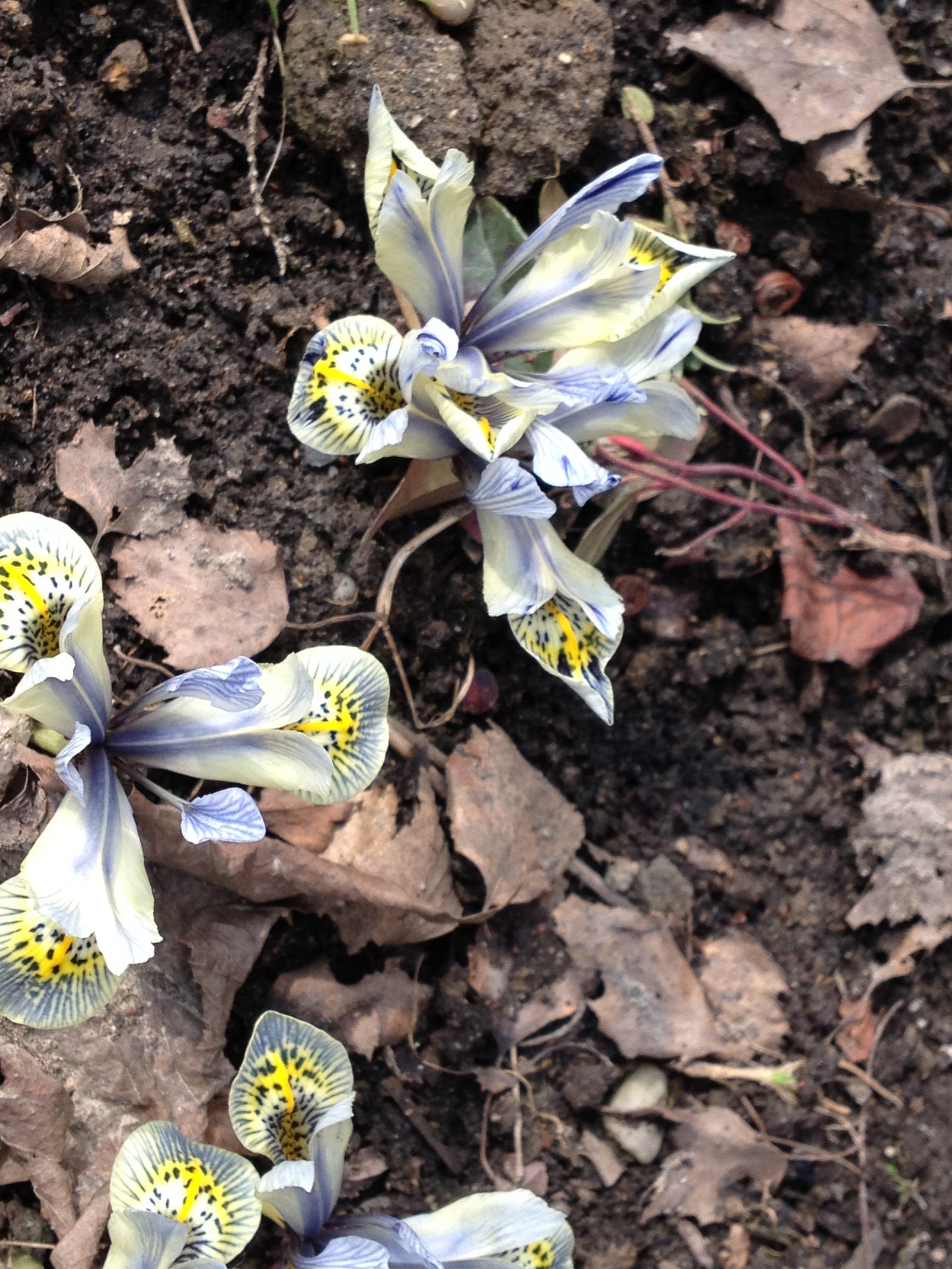 Zahrady ve stylu - Hana Klusáková foto 3