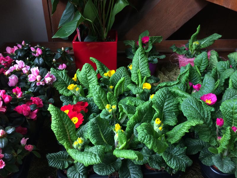 Květiny Lenka Skořepová foto 4