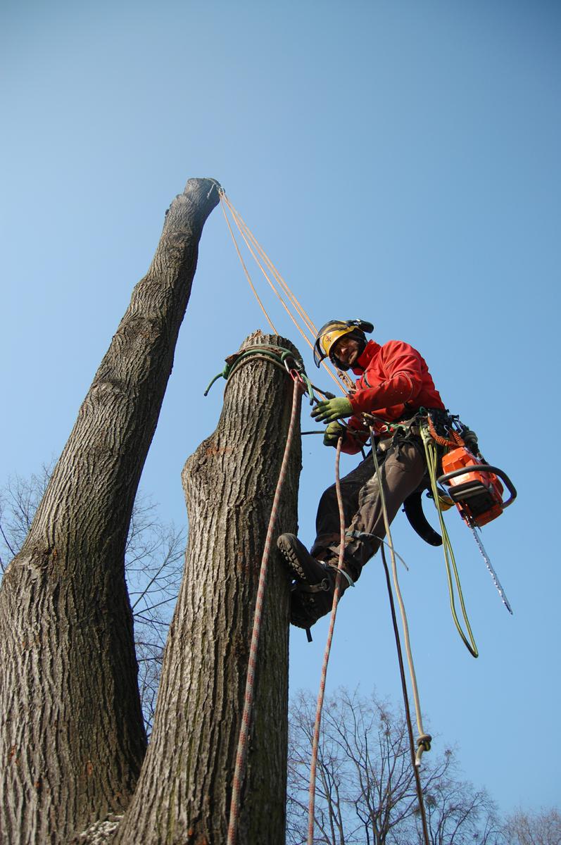 Ořez Stromů - Radovan Kučera foto 5