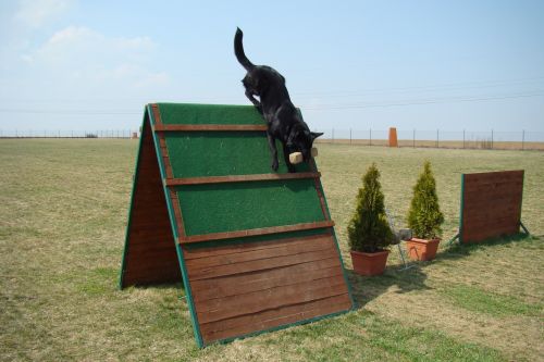 Psí škola CONICA - hotel pro psy foto 2