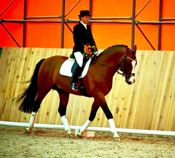 WinnerHorses foto 4