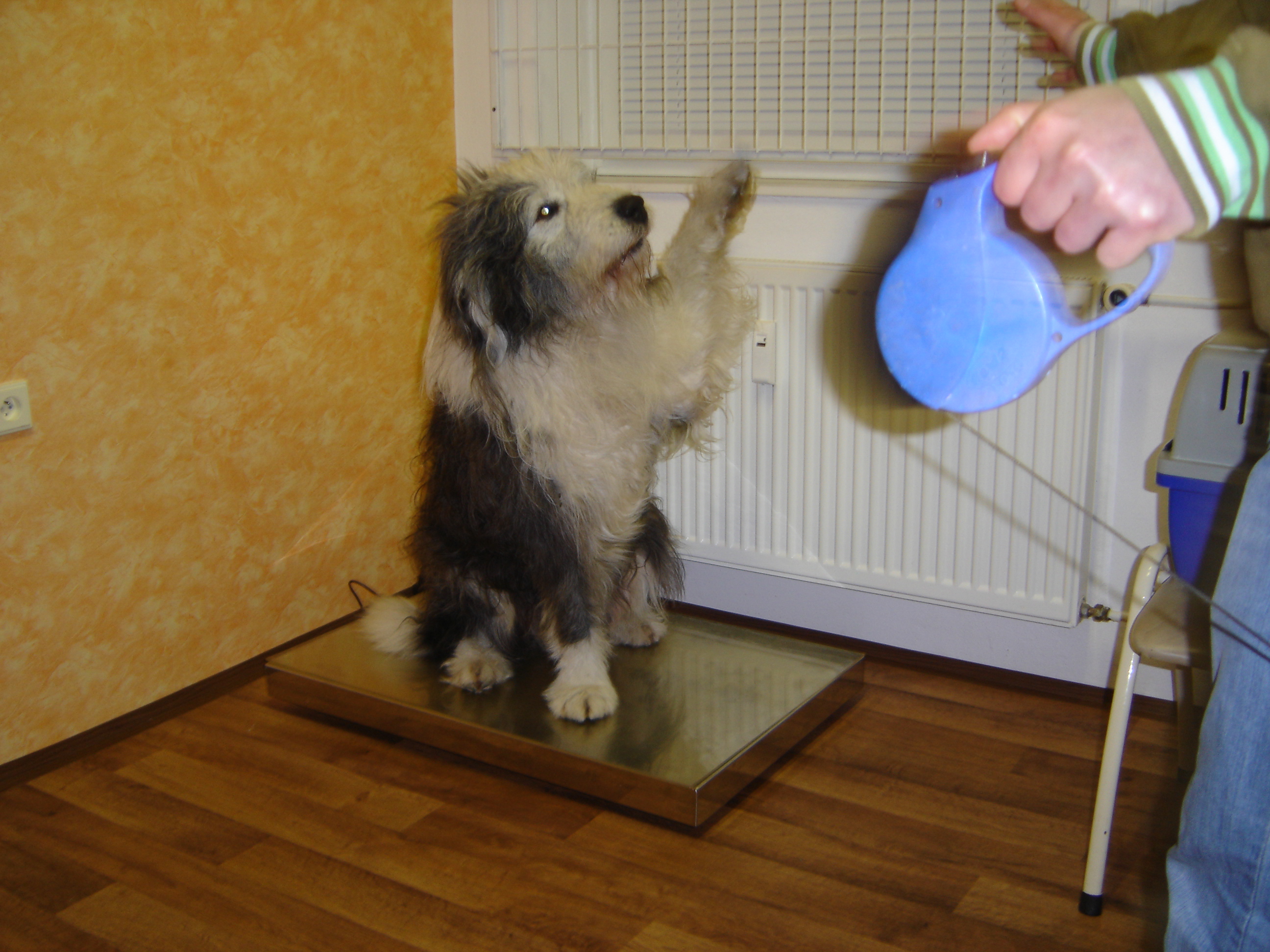 Veterinární ordinace AmiVet - MVDr. Michaela Medrová foto 6