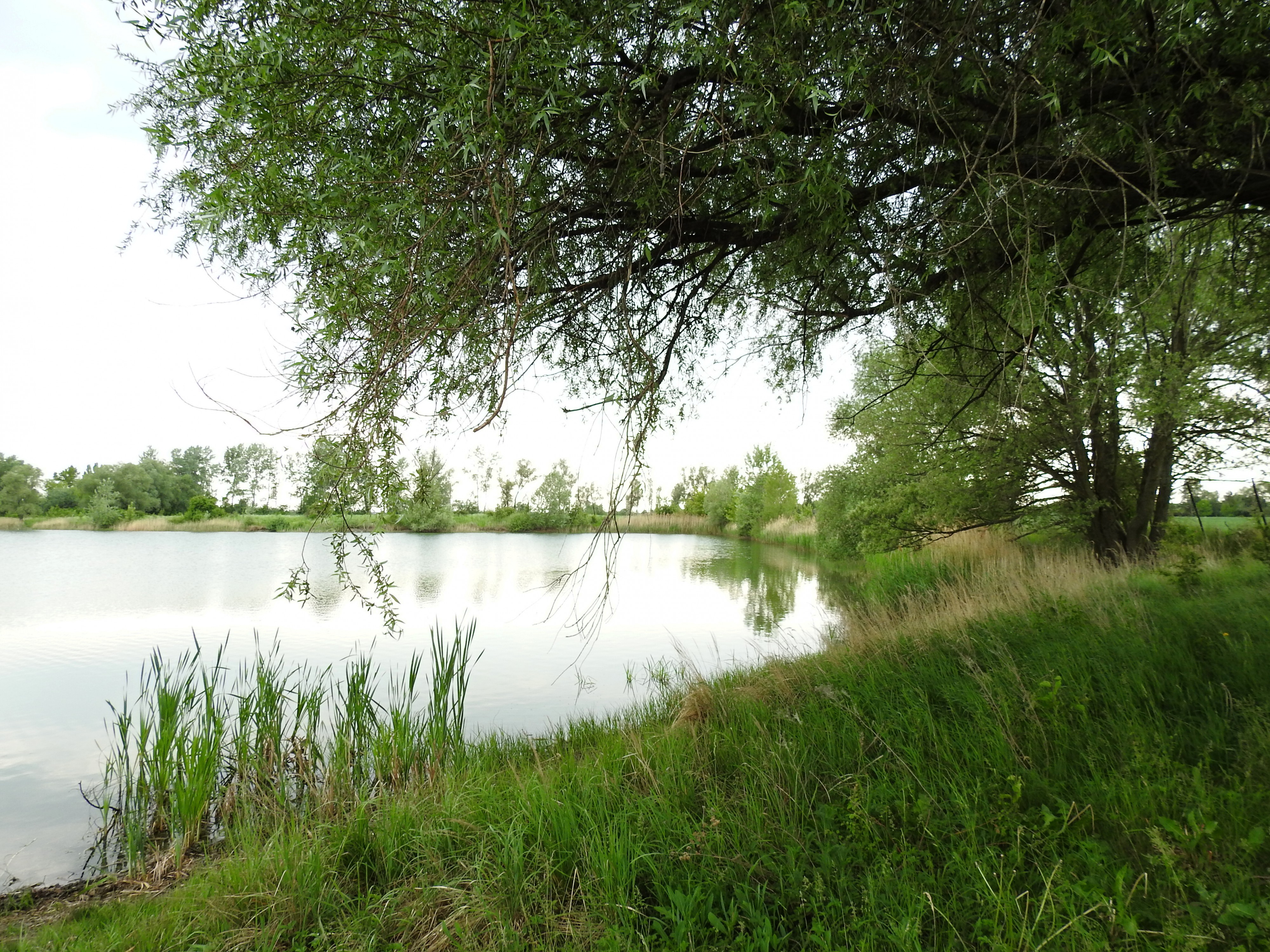 Přírodní koupaliště ALBATROS foto 3