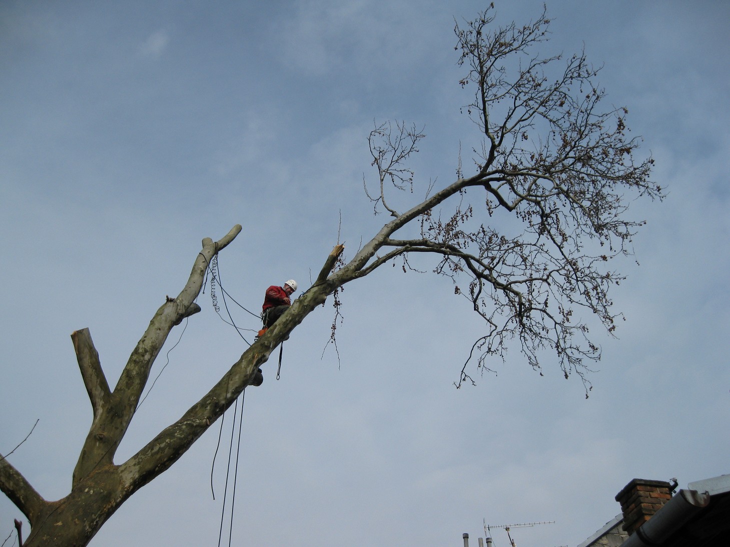 Rizikové kácení stromů - Bobr Hlodavec foto 4