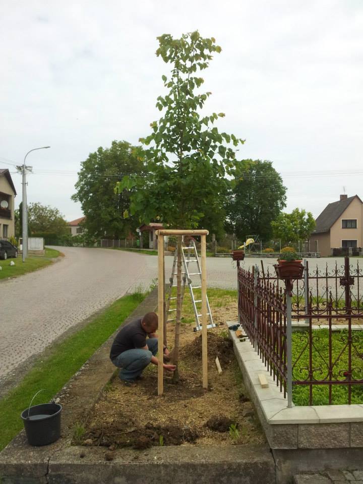 Ondřej Záhora - Arboristická činnost foto 3