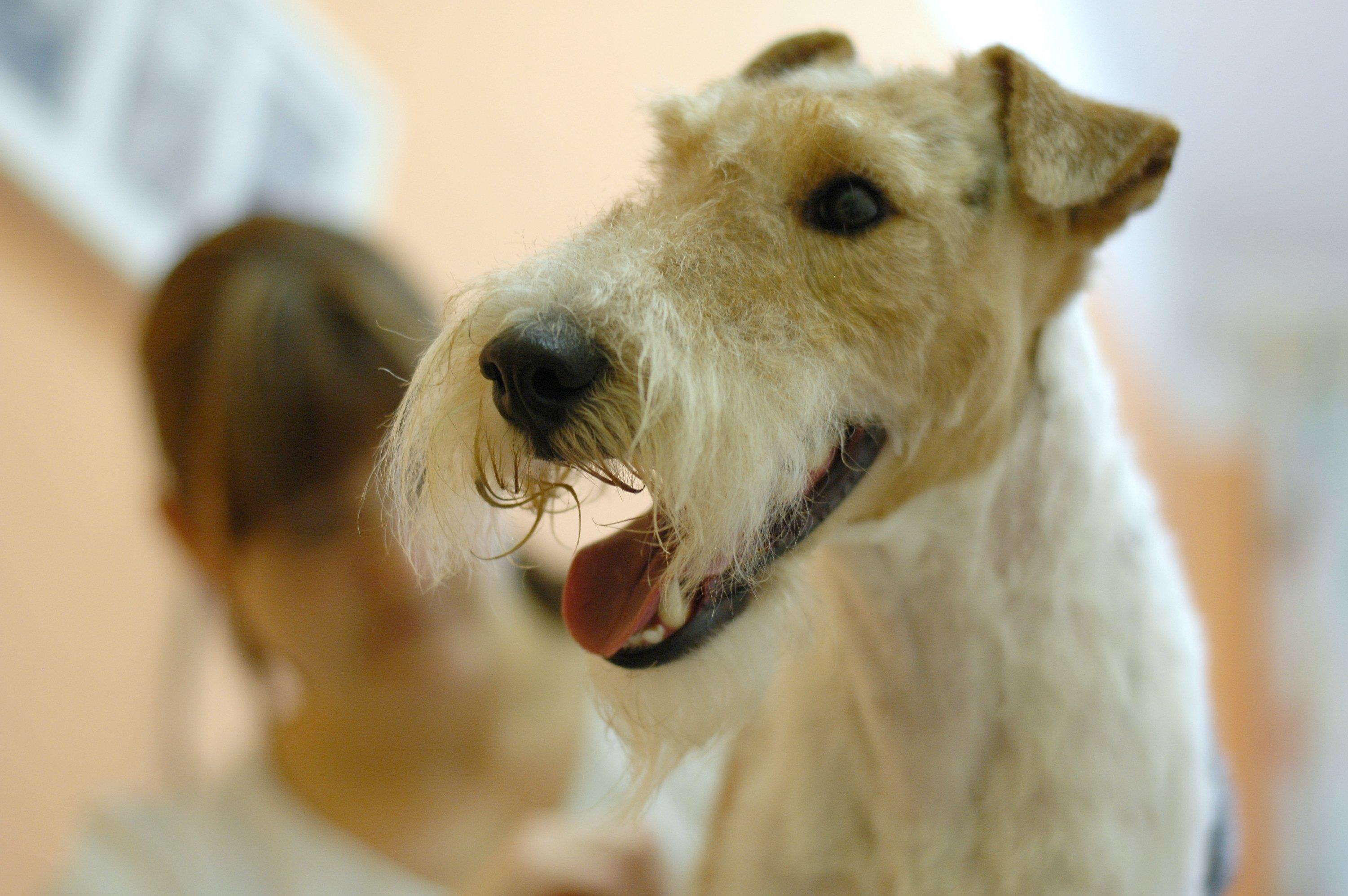 Psí salon Střihnu Psa foto 2