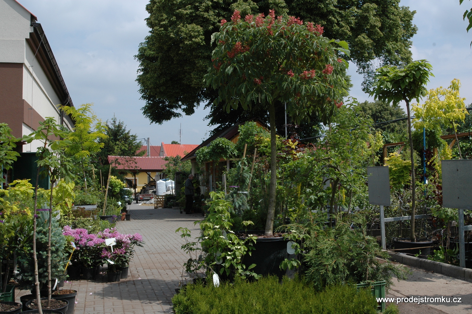 Prodej stromků, s.r.o. foto 4