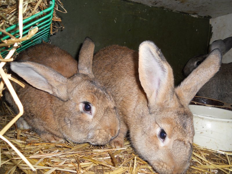 Jiří Matějka - chov králíků foto 2