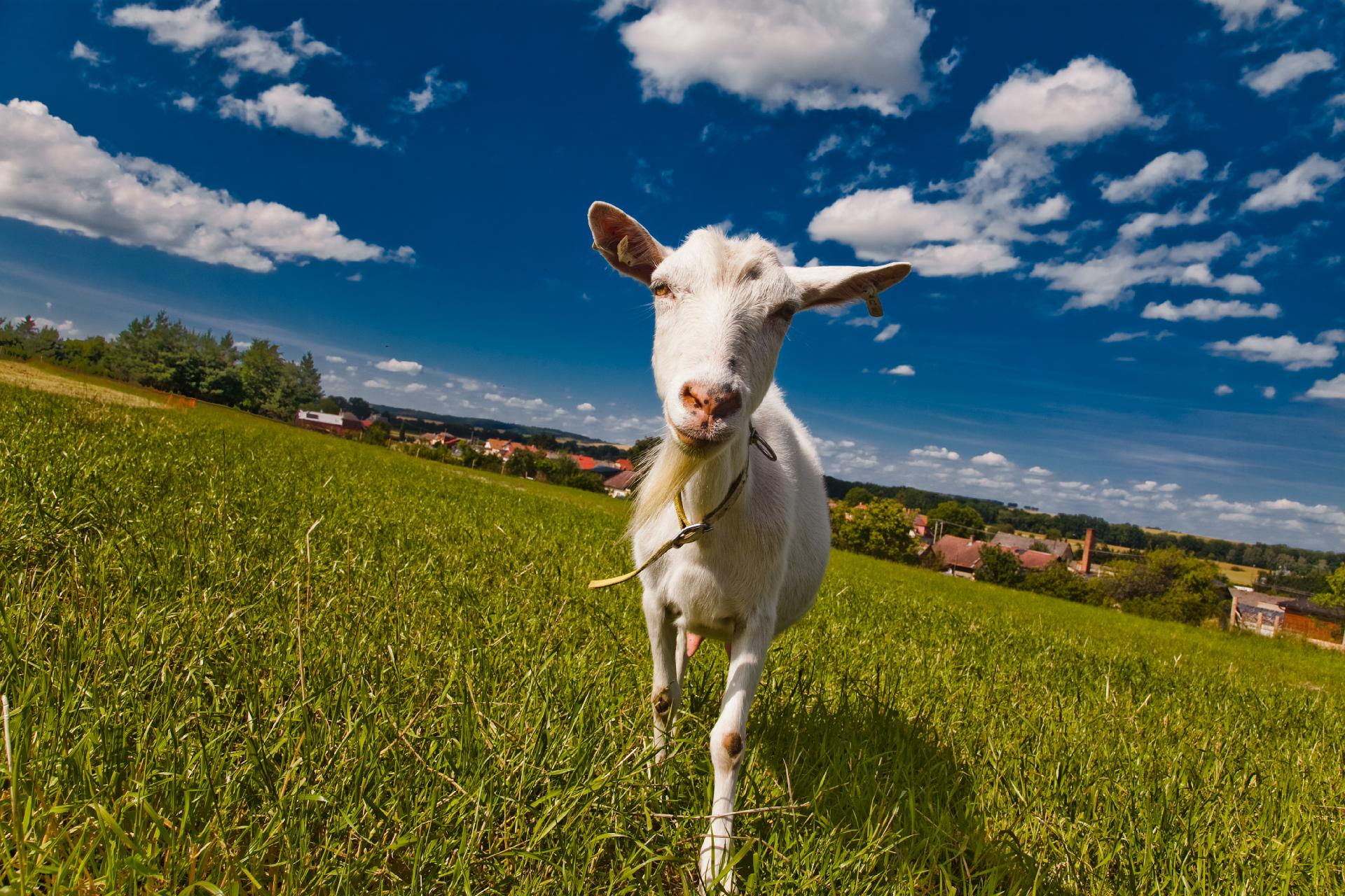 Kozí farma Úvalno - Šťastné kozy foto 4
