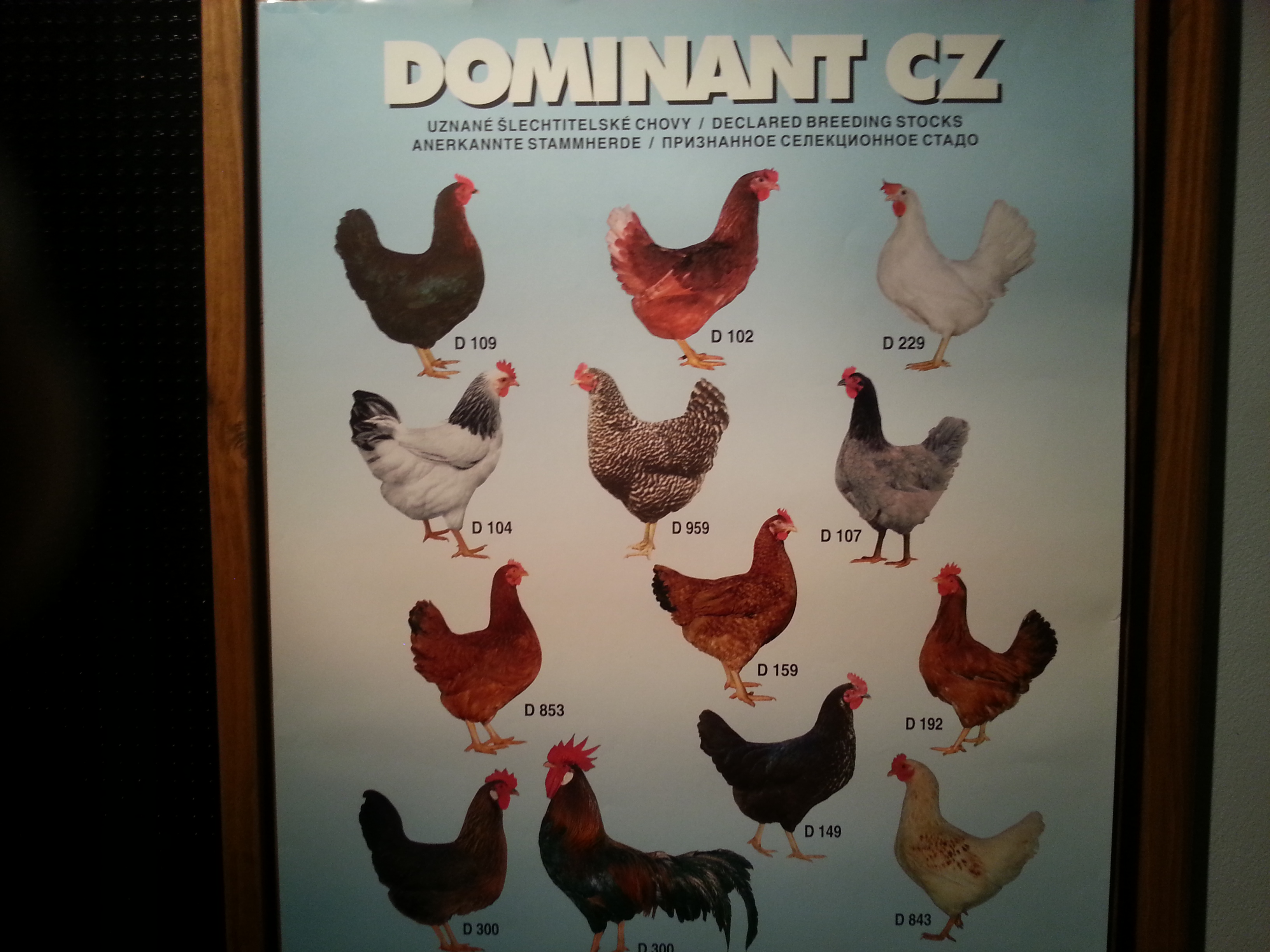 Martin Strnad prodej drůbeže foto 3