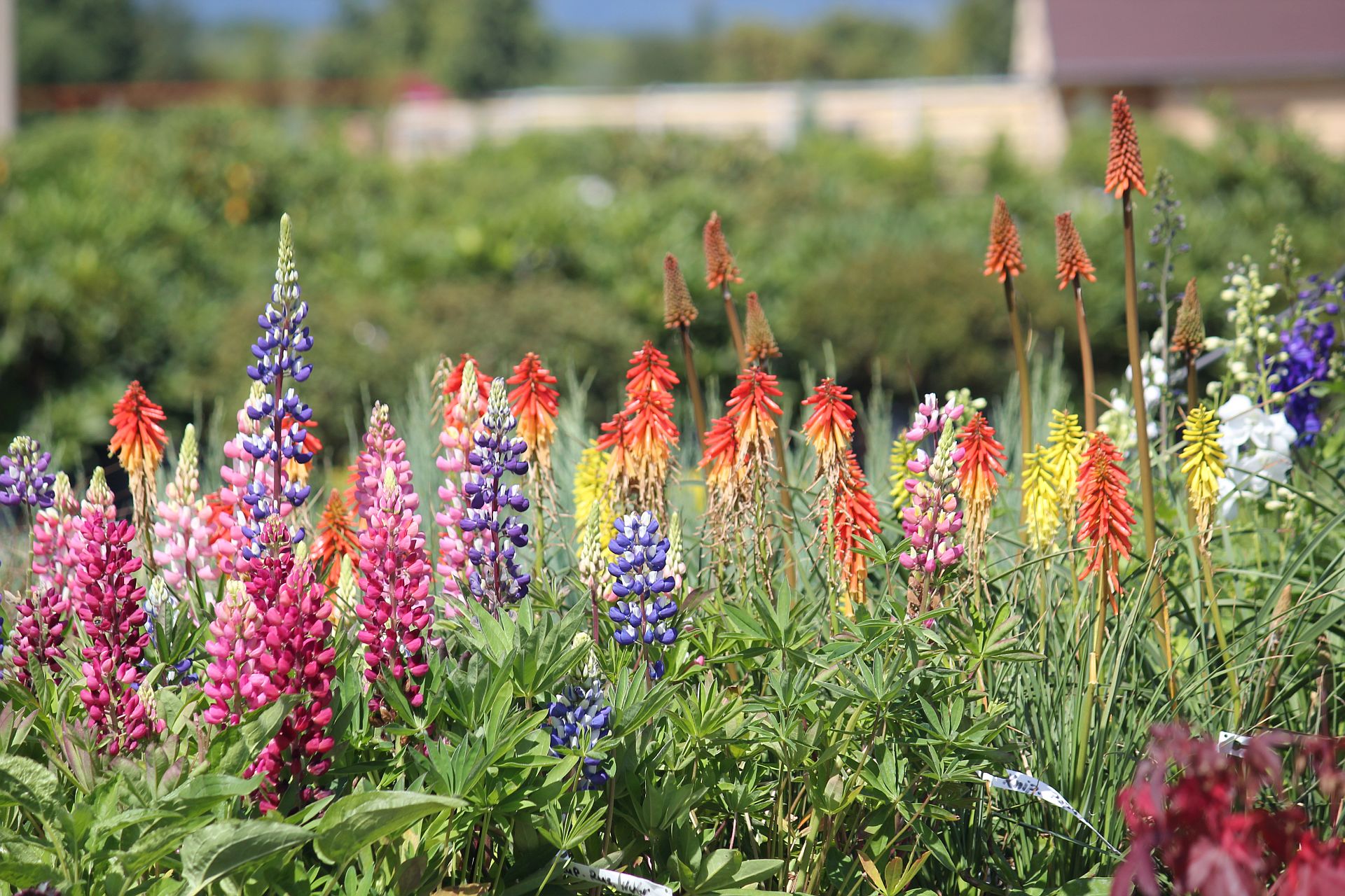 Školka okrasných dřevin Studený foto 1
