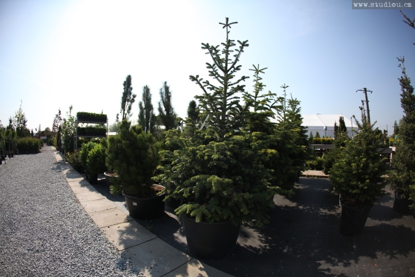 Edenia zahradní dentrum foto 6